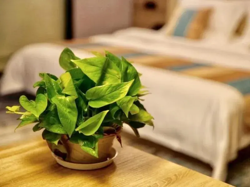 Bed in VX Changzhou Jintan District Red Star Macalline Hotel Bed in VX Changzhou Jintan District Red Star Macalline Hotel