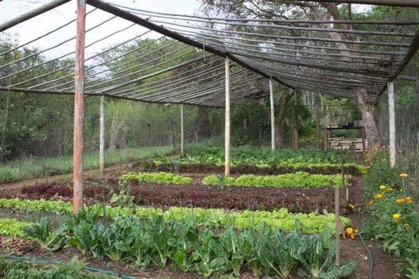 Property building in Old Joe's Kaia