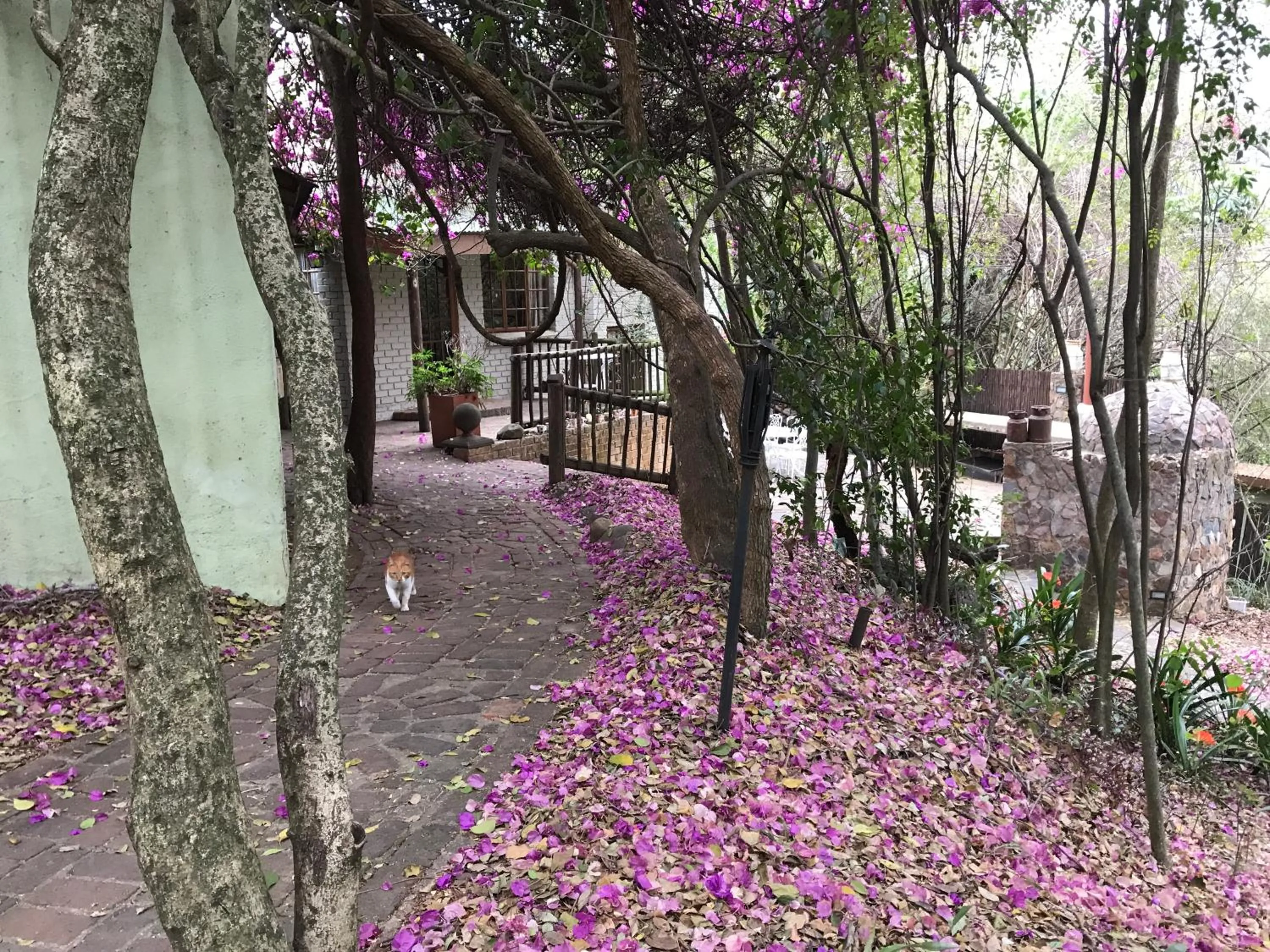 Garden in Old Joe's Kaia