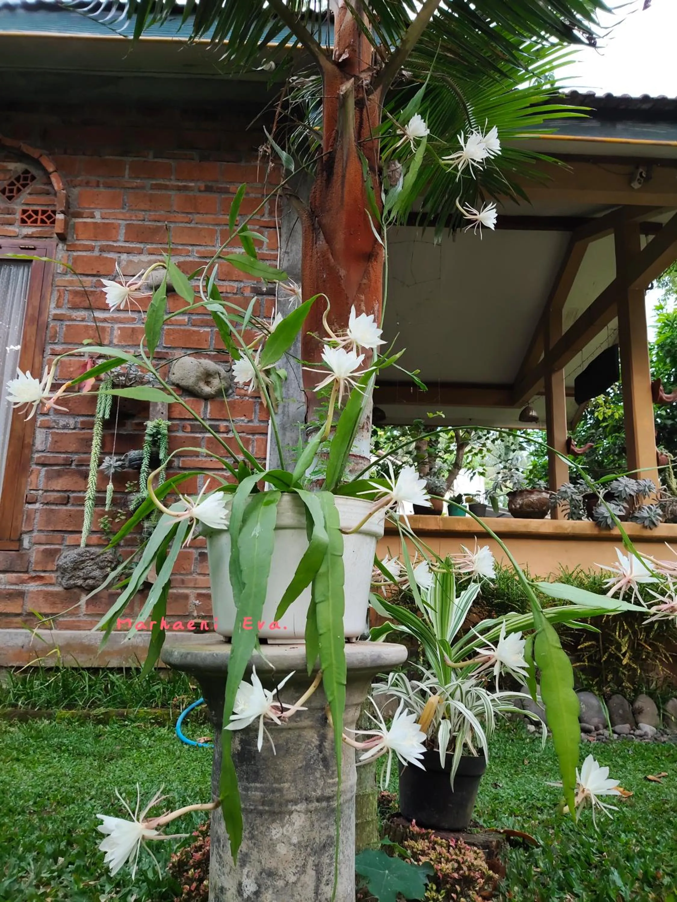 Mettaloka Guesthouse