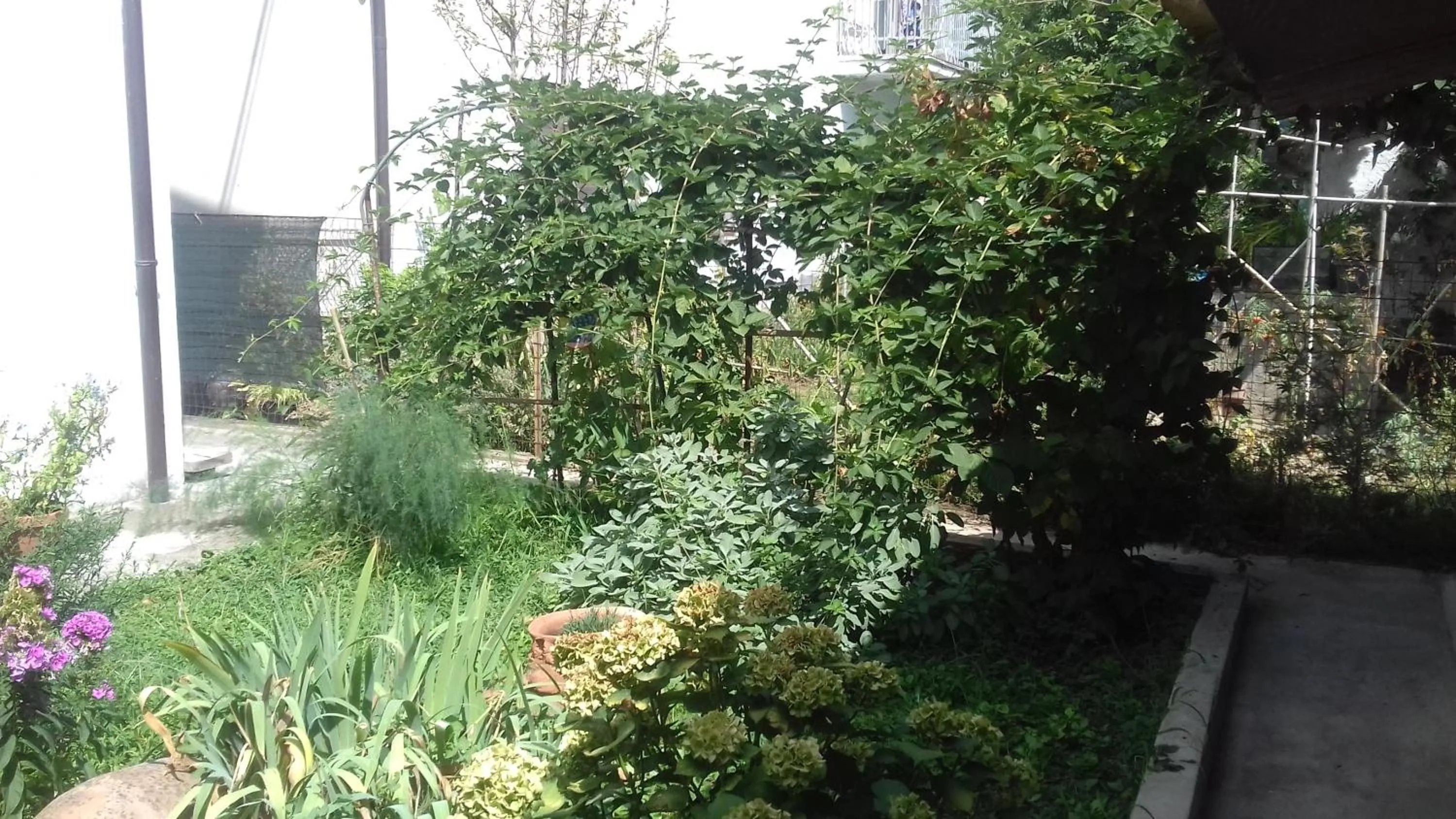 Garden view in La Casetta Dei Cedri