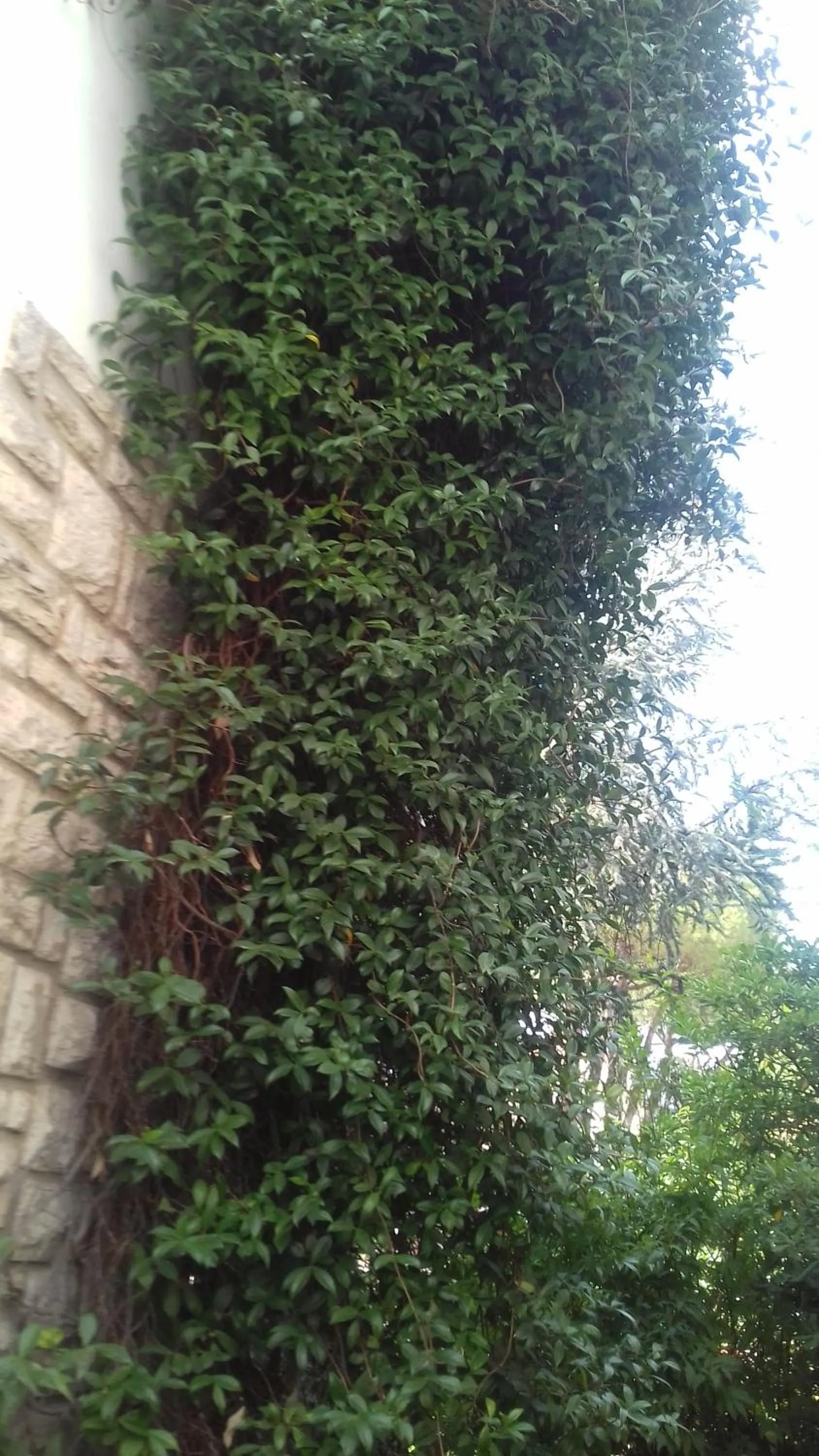 Property building in La Casetta Dei Cedri