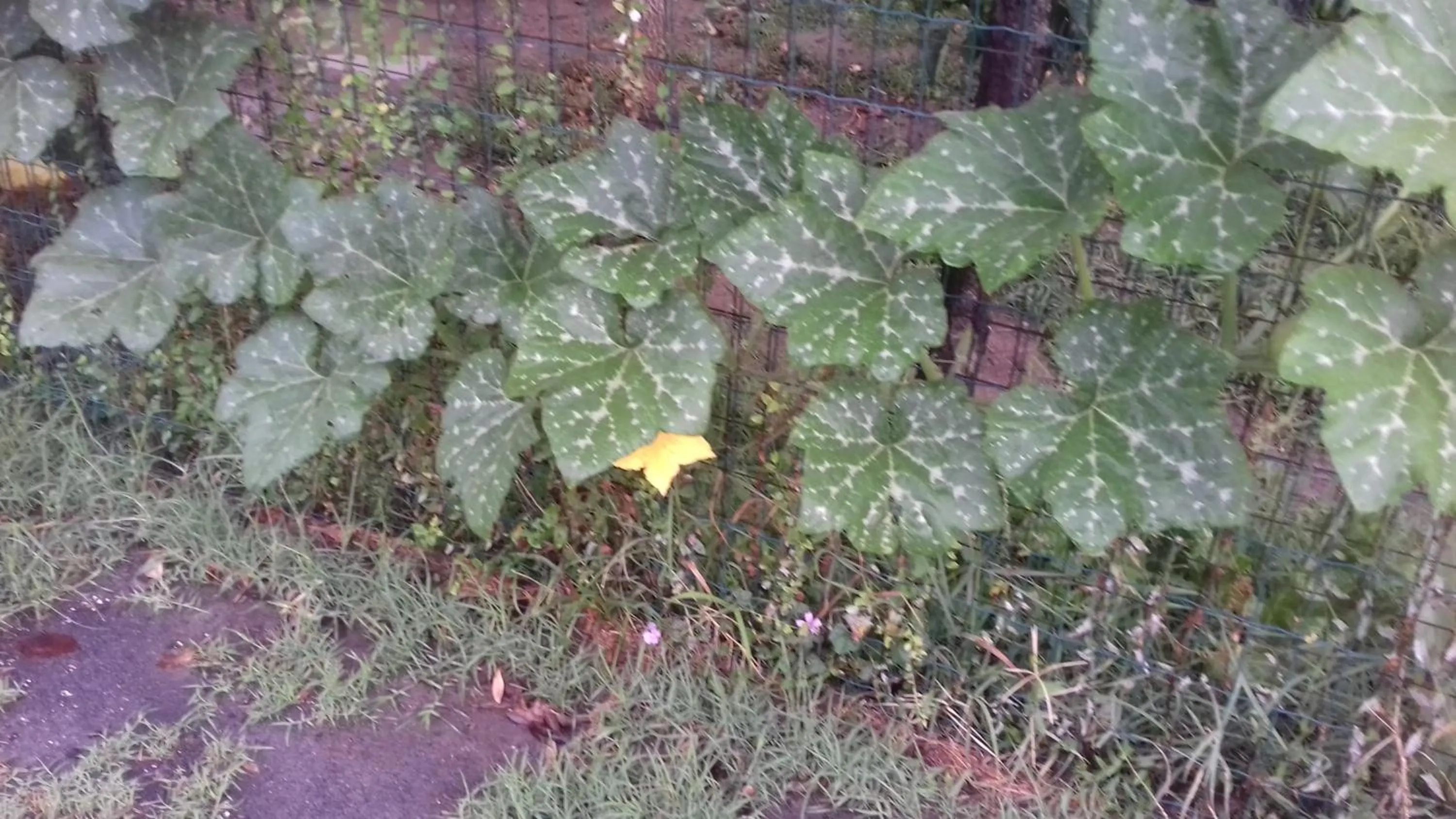 La Casetta Dei Cedri