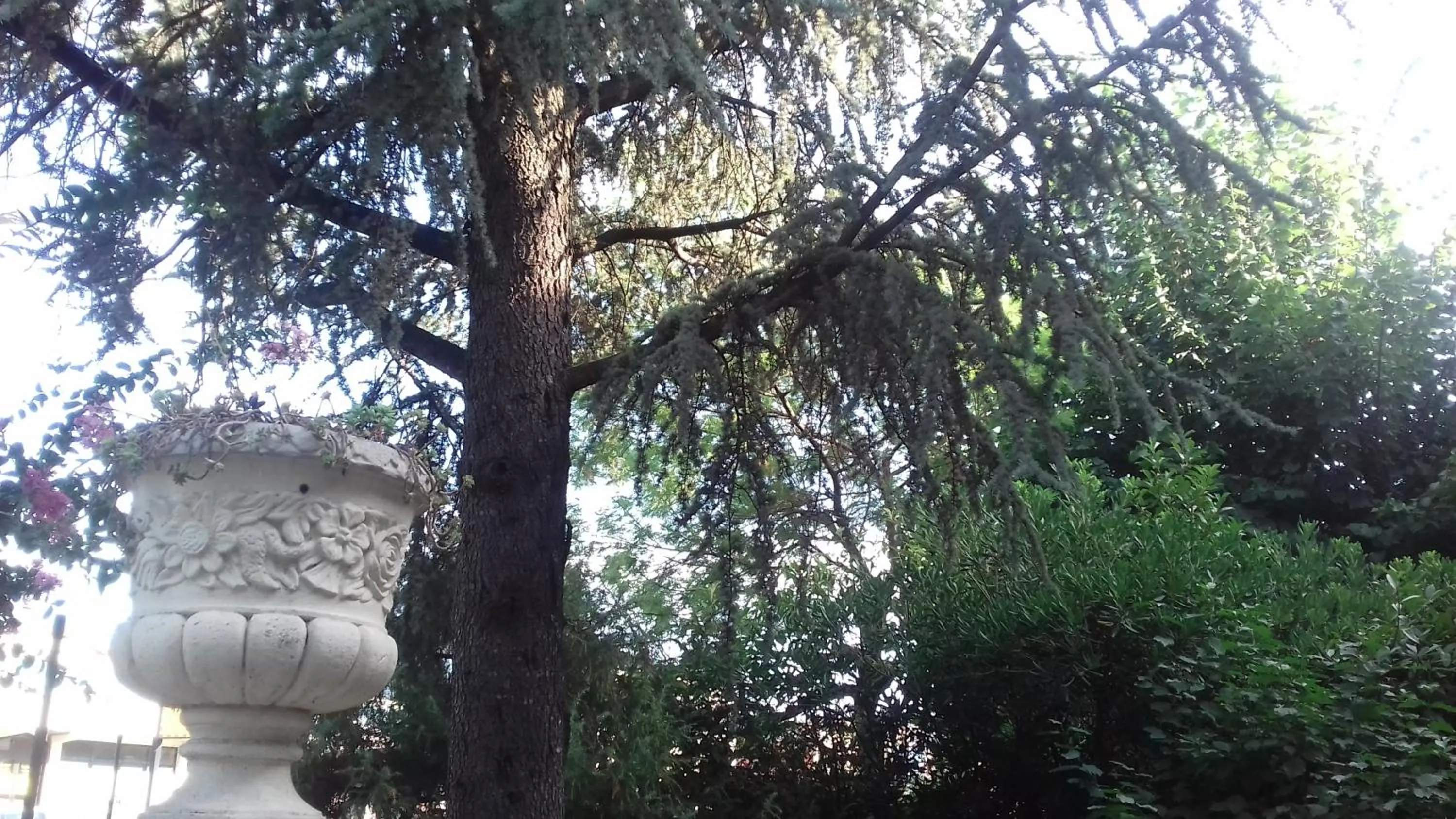 Garden in La Casetta Dei Cedri