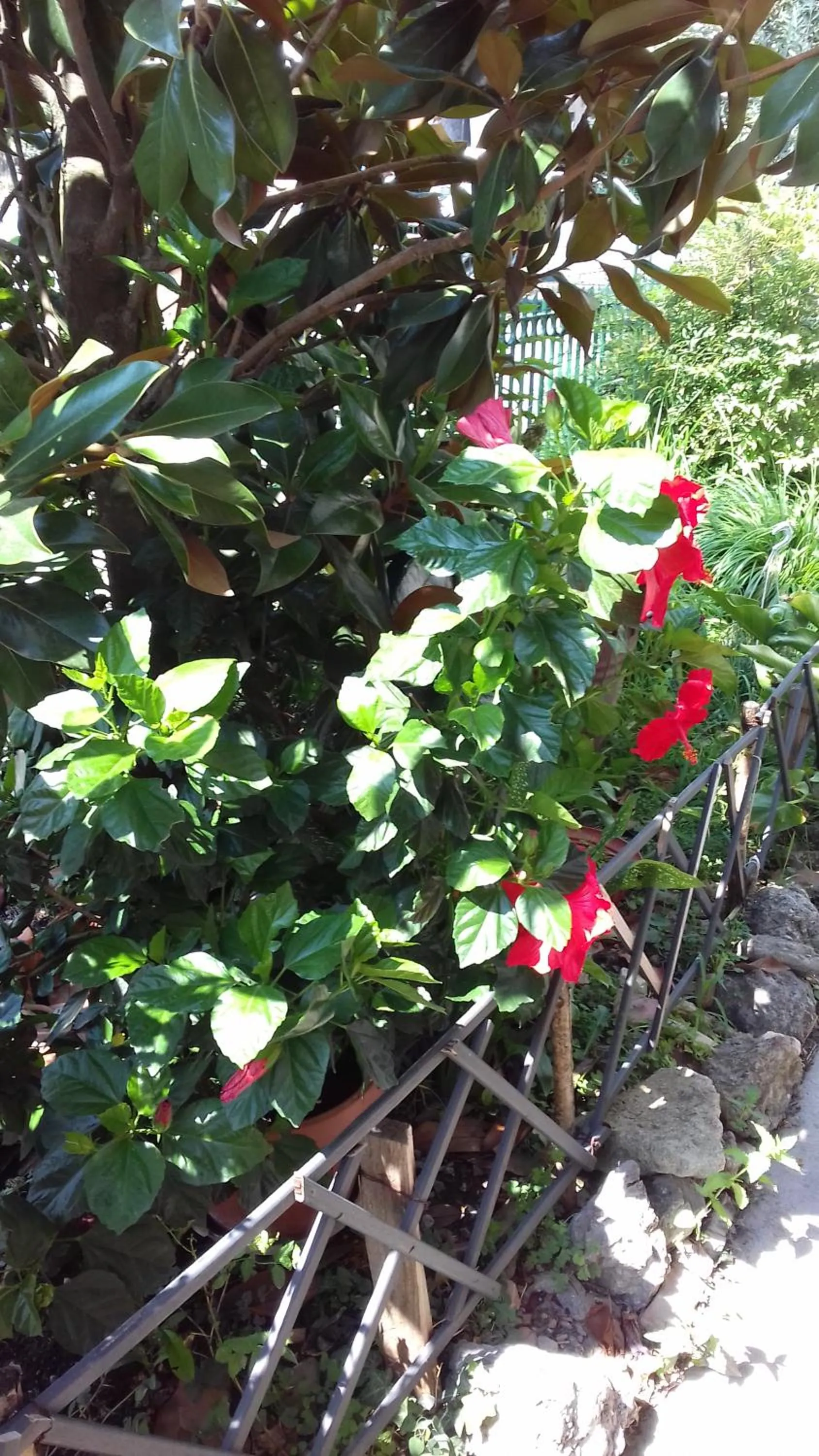 Balcony/Terrace in La Casetta Dei Cedri