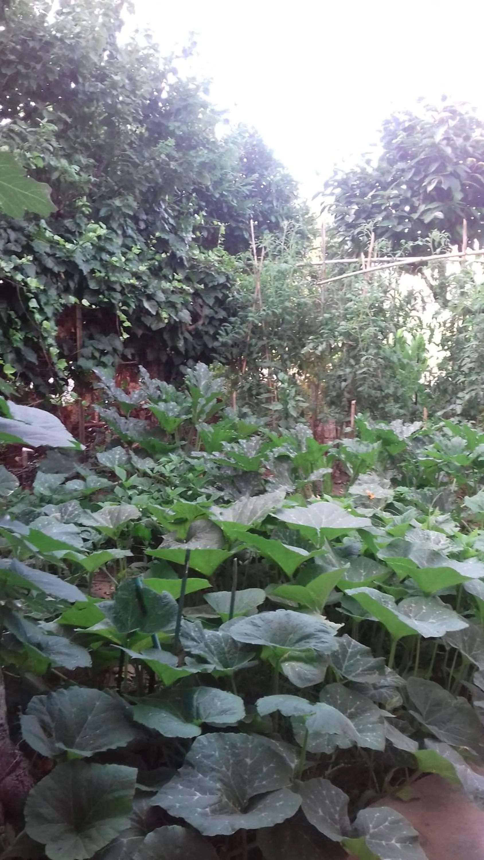 Natural landscape in La Casetta Dei Cedri