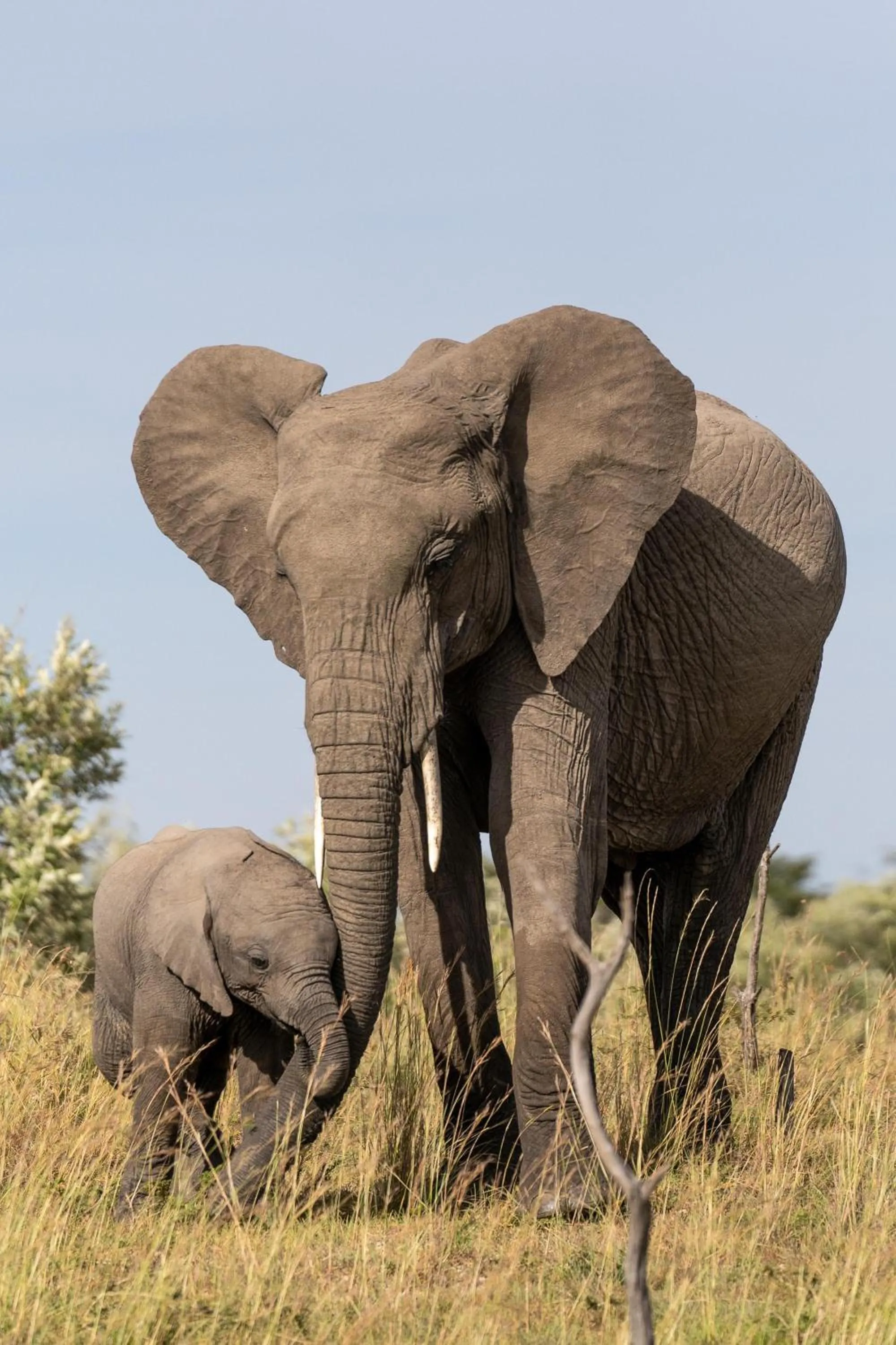 Other in Olare Mara Kempinski