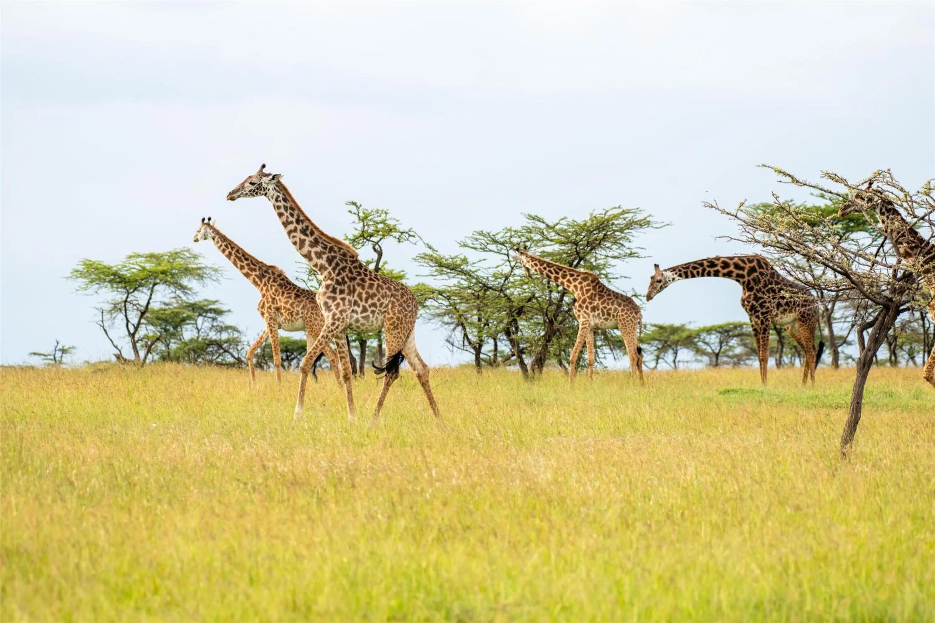 Other in Olare Mara Kempinski