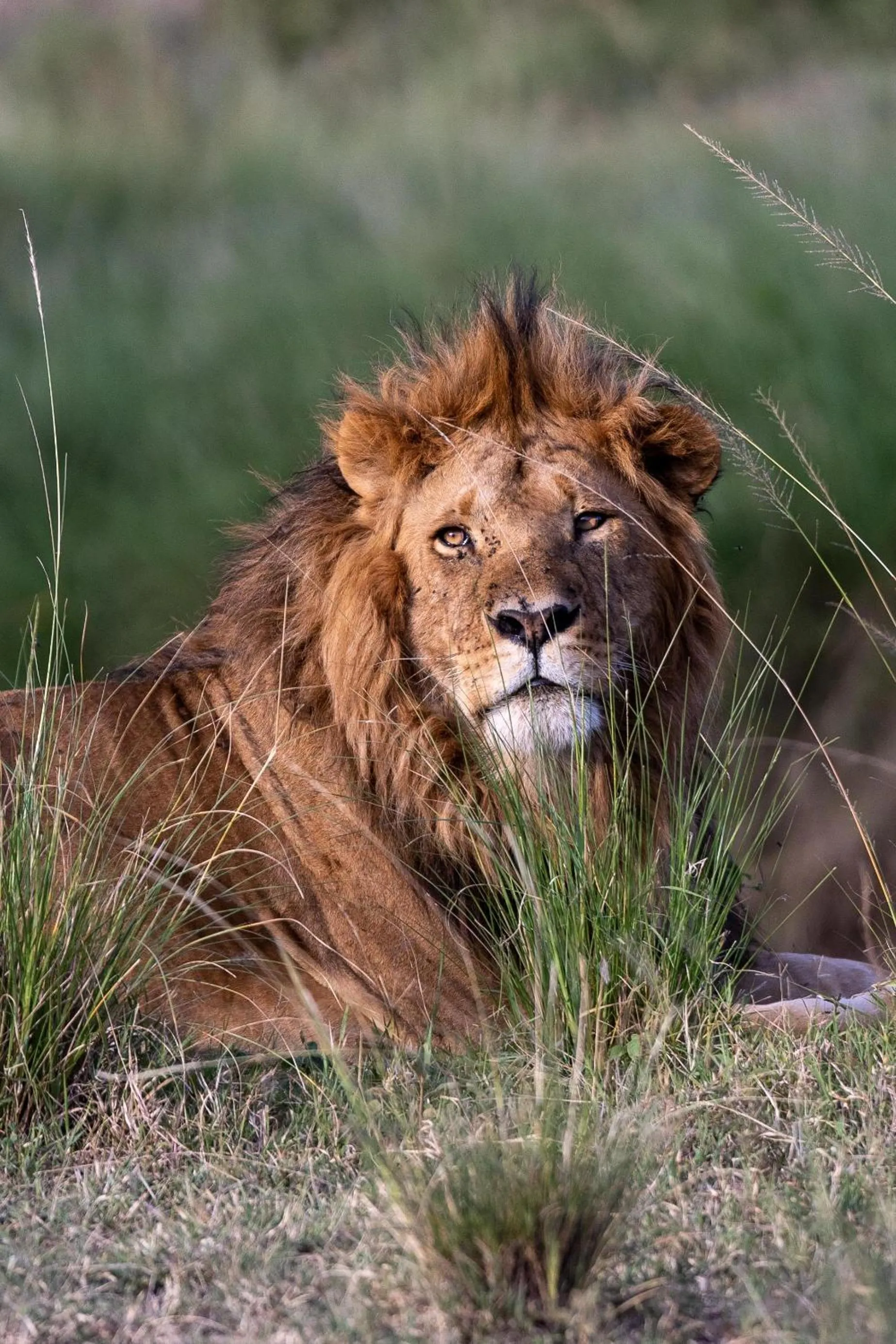 Other in Olare Mara Kempinski