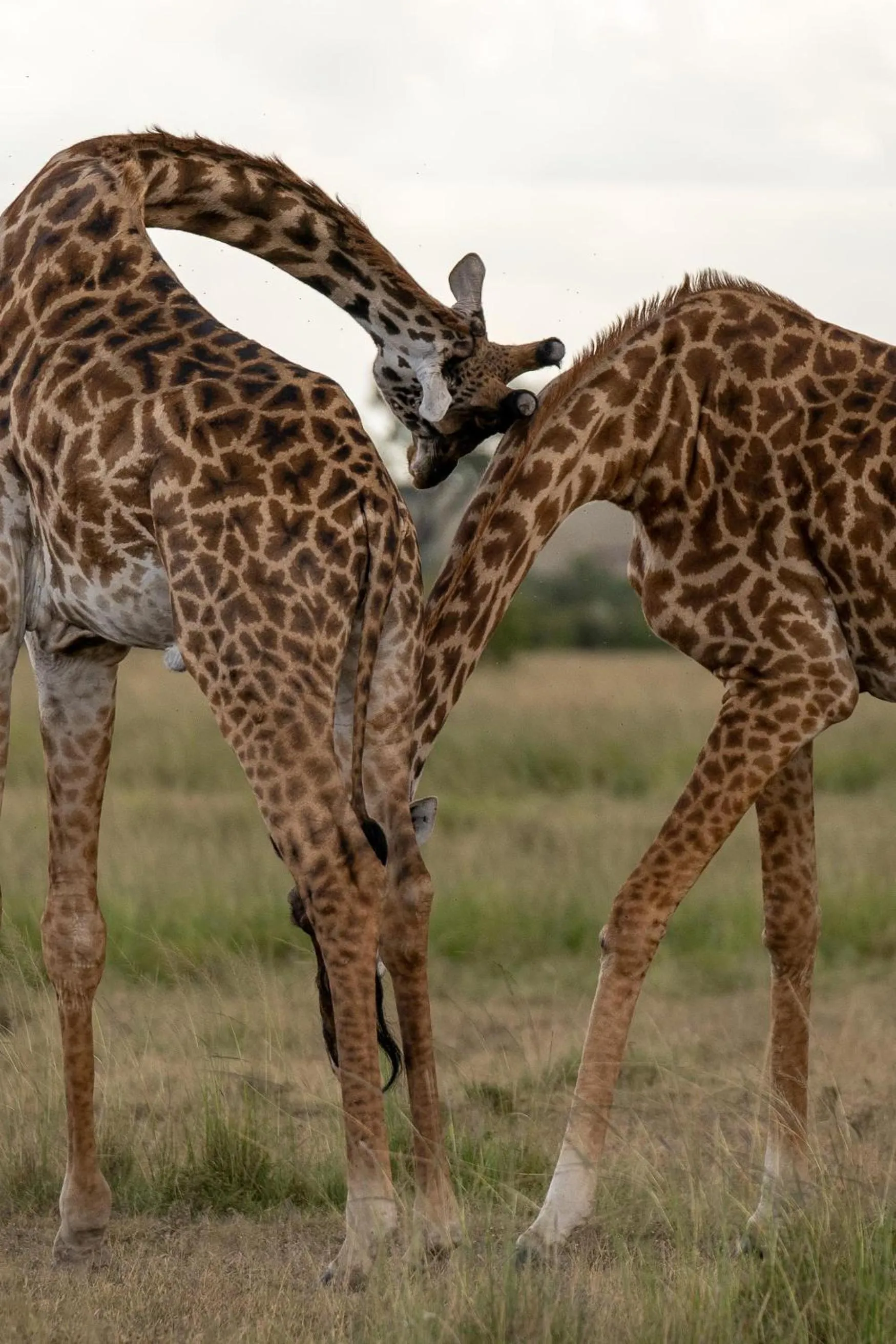 Other in Olare Mara Kempinski