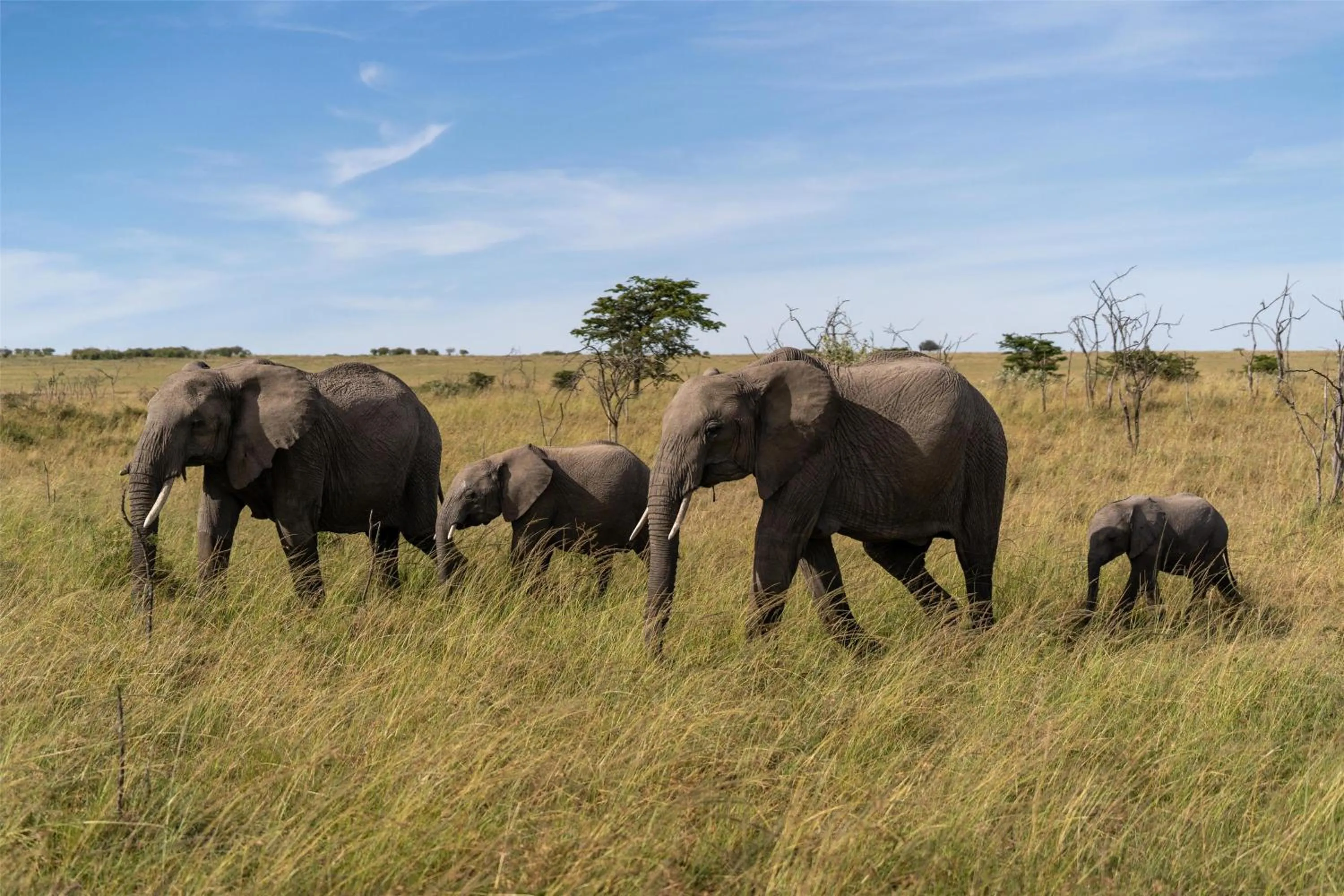 Other in Olare Mara Kempinski