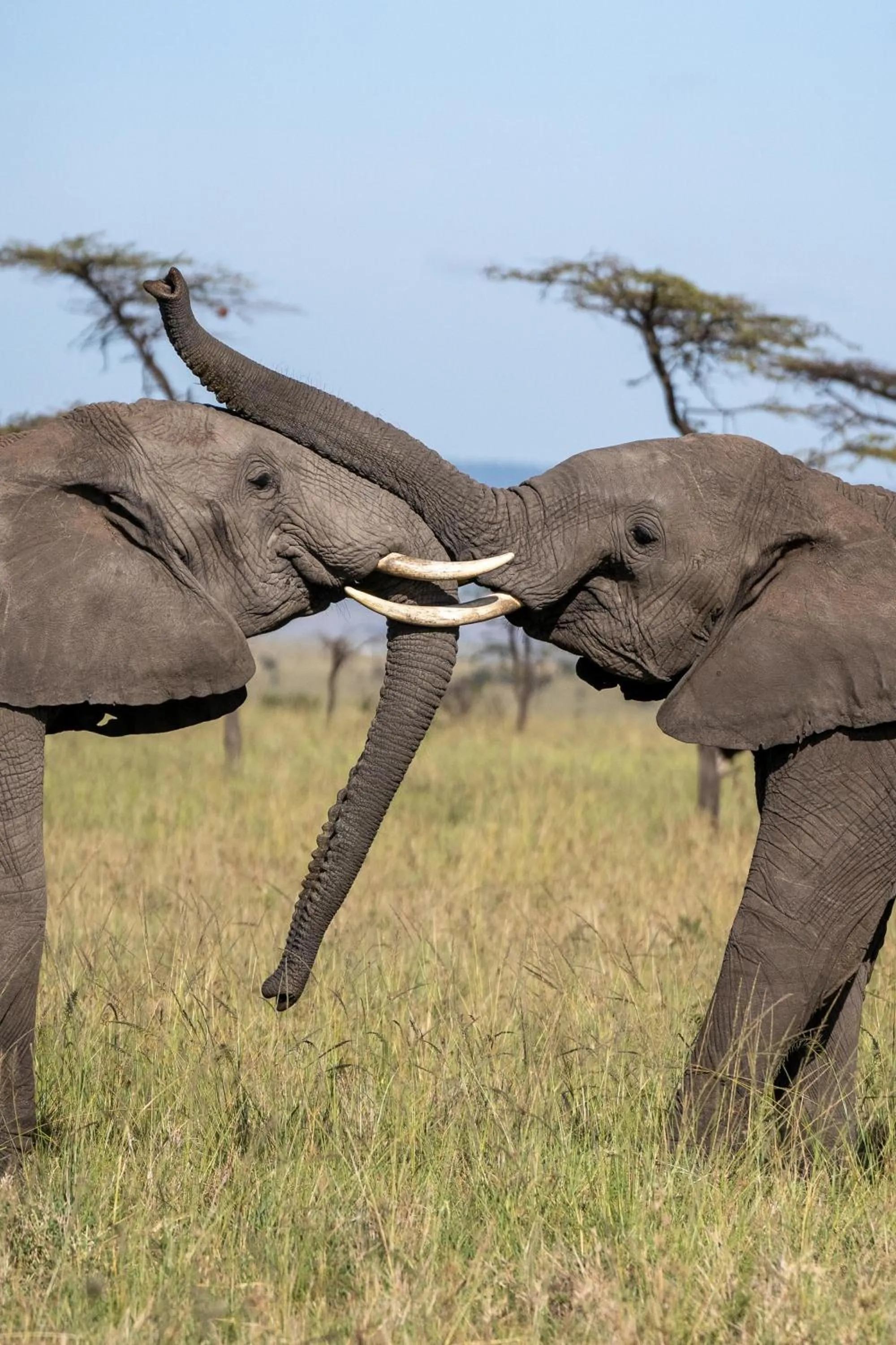 Other in Olare Mara Kempinski