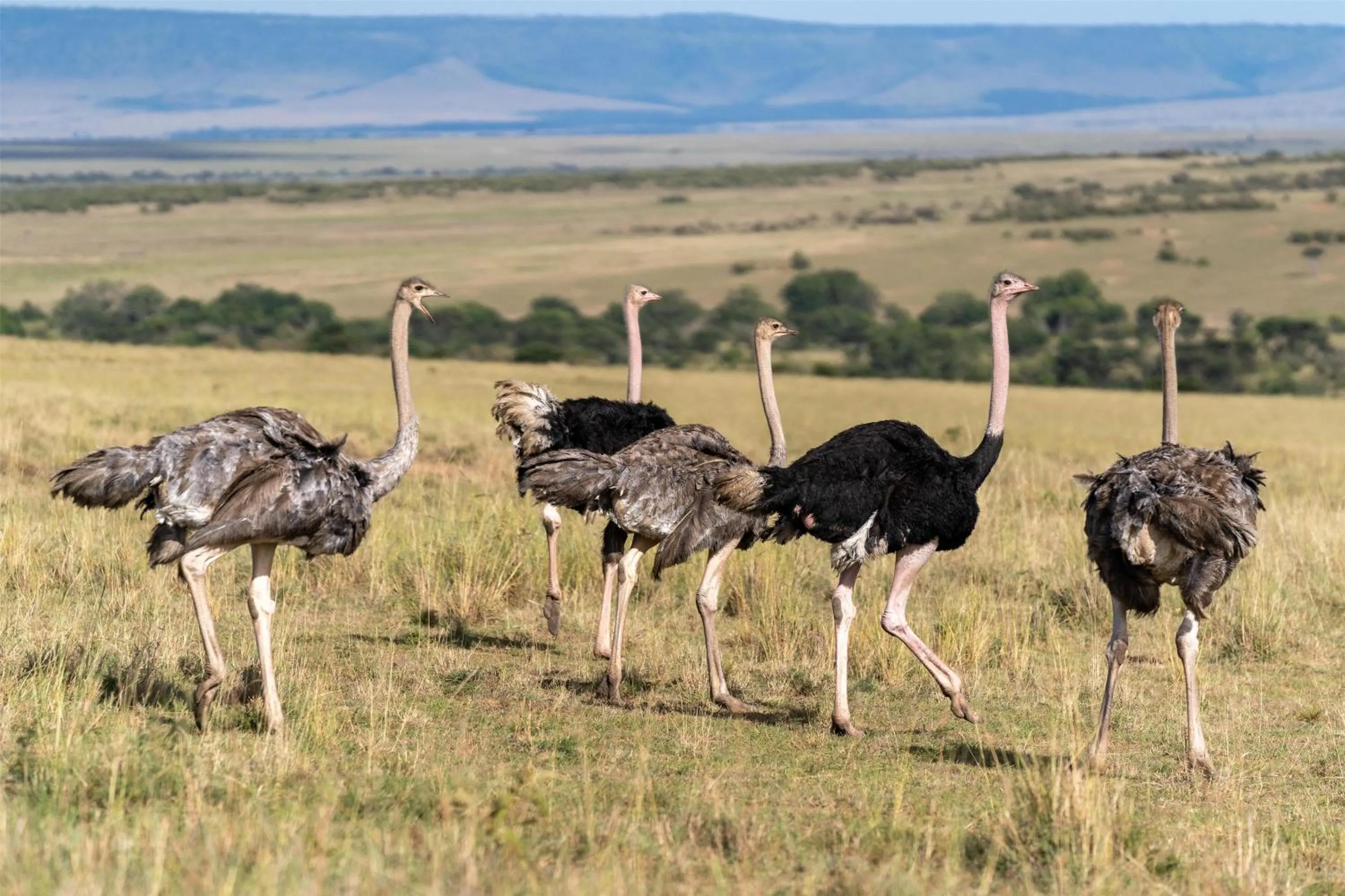 Other in Olare Mara Kempinski