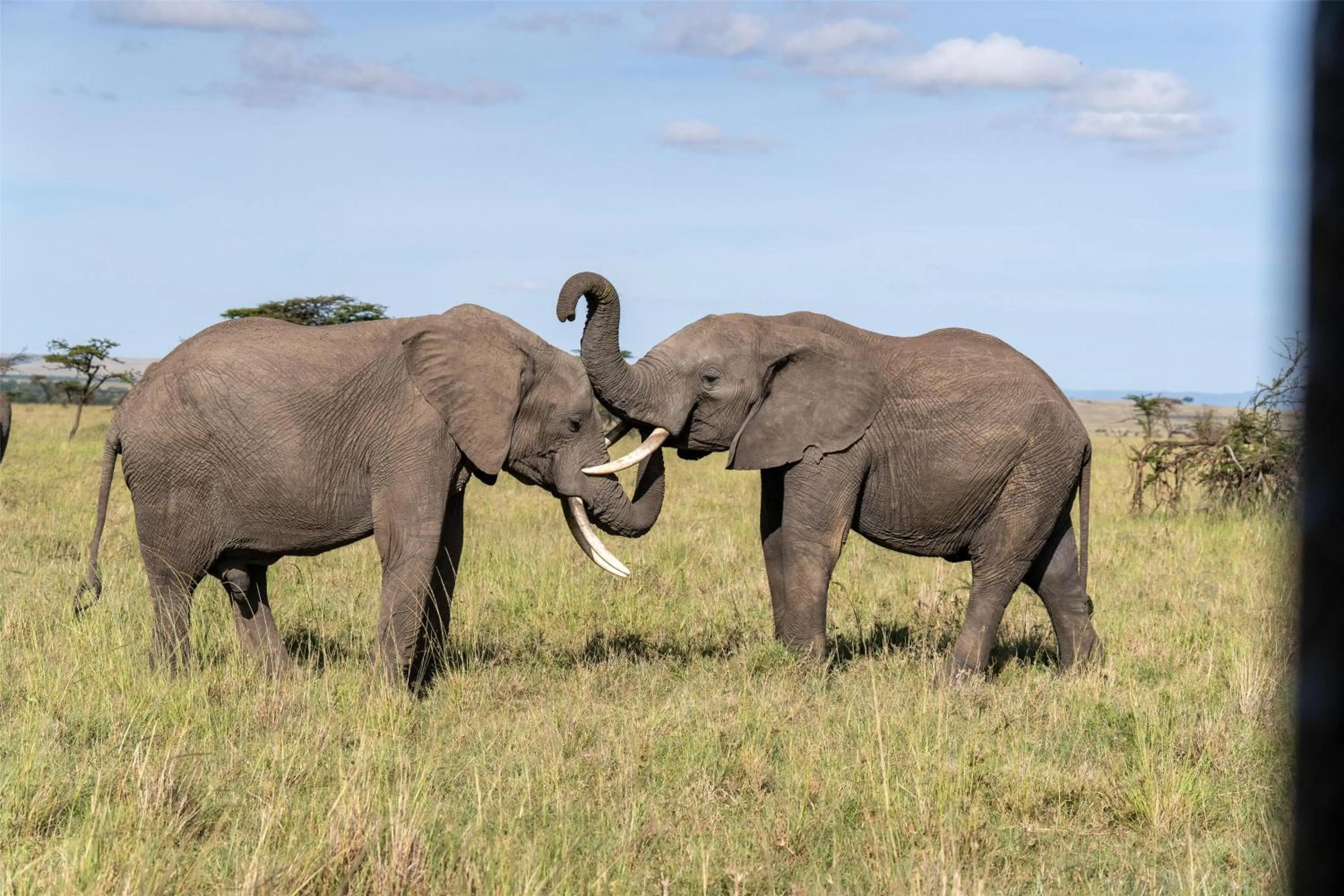 Other in Olare Mara Kempinski