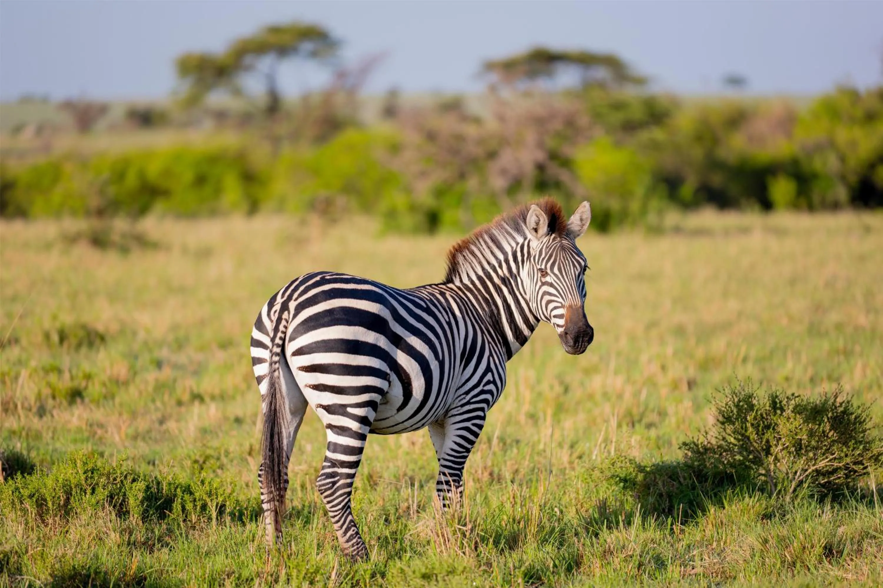 Other in Olare Mara Kempinski