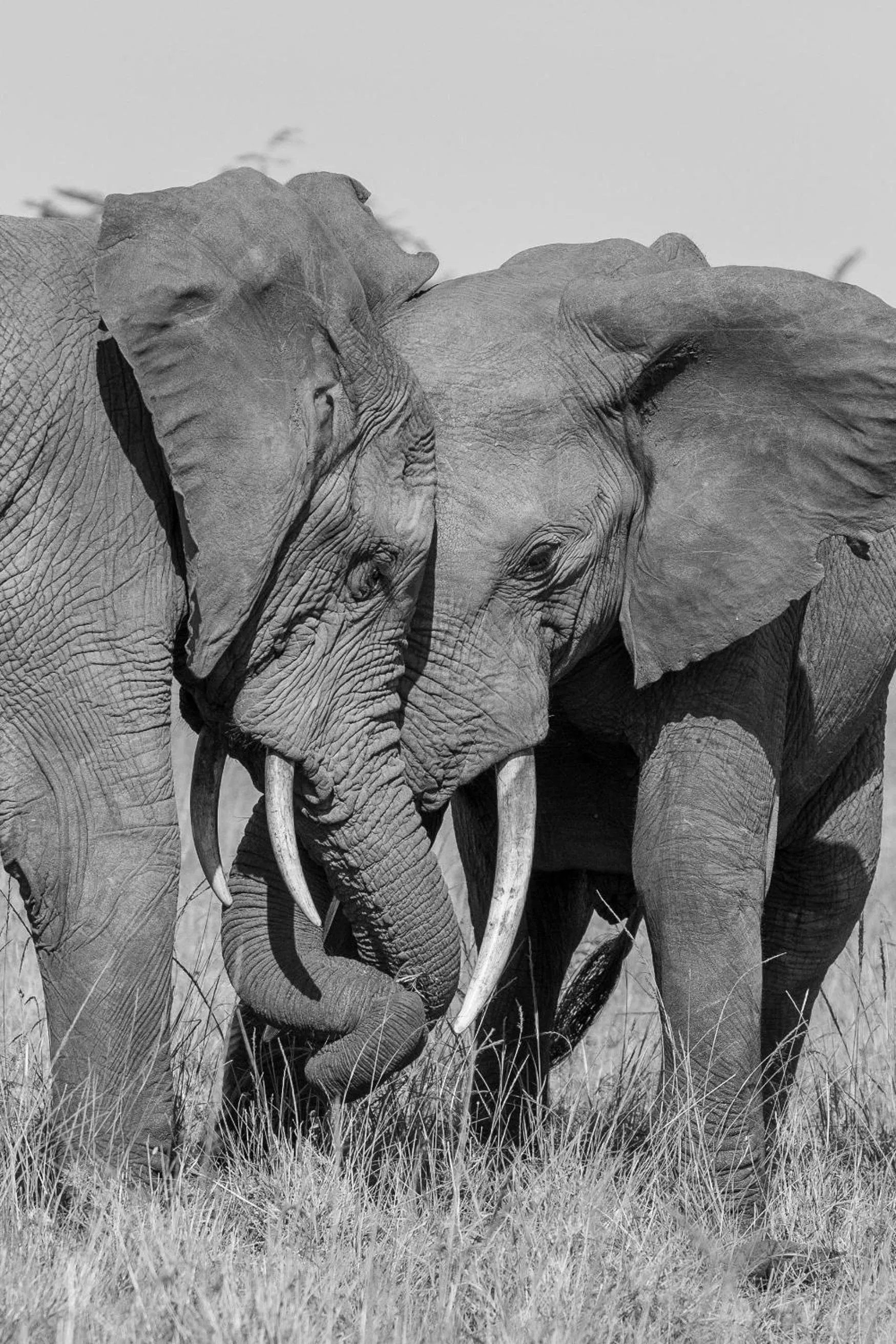 Other in Olare Mara Kempinski