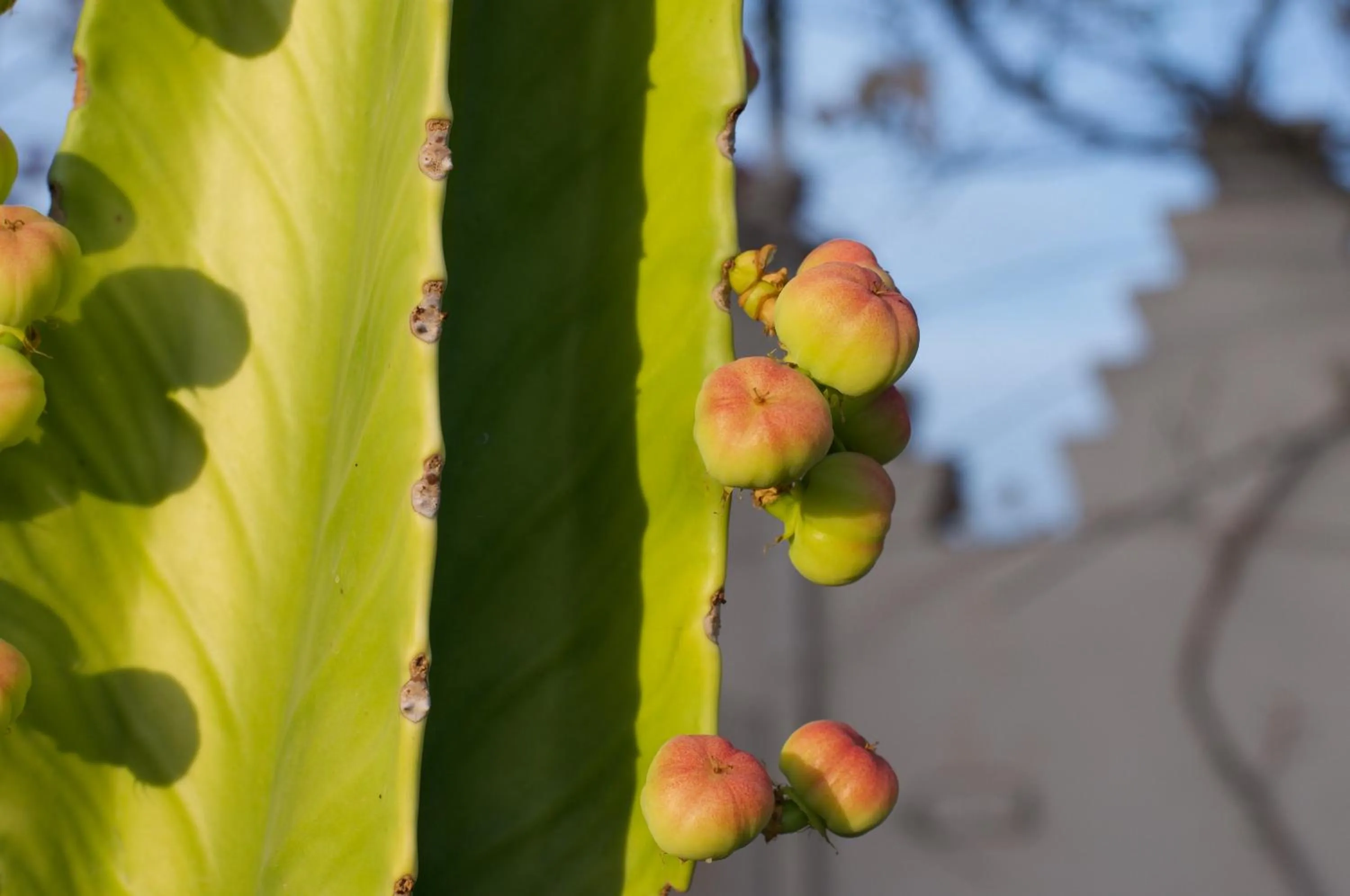 Garden in La Claire Fontaine