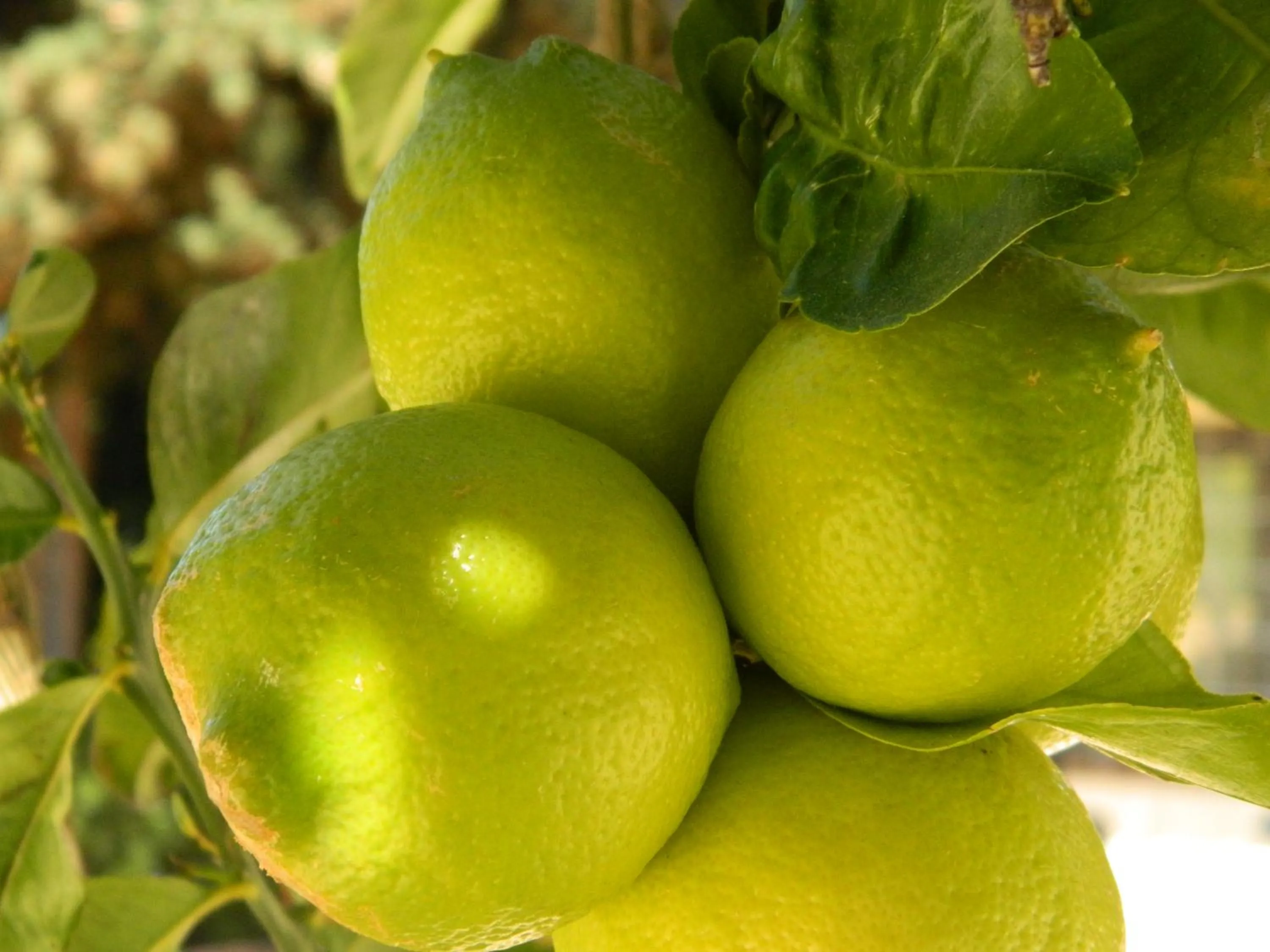 Neighbourhood in Hotel Oasi da Paolo