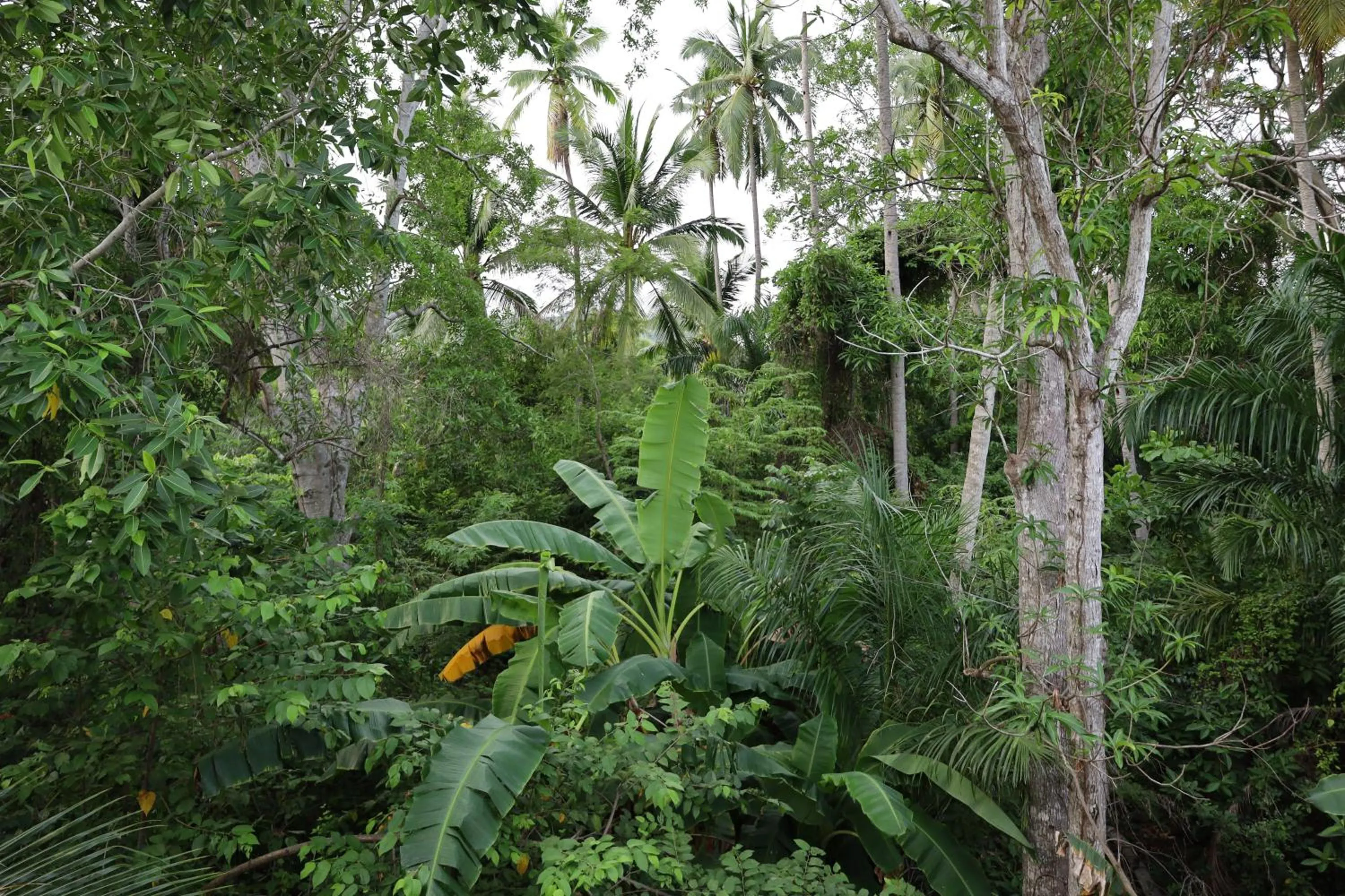 Natural landscape in Solez Zihuatanejo