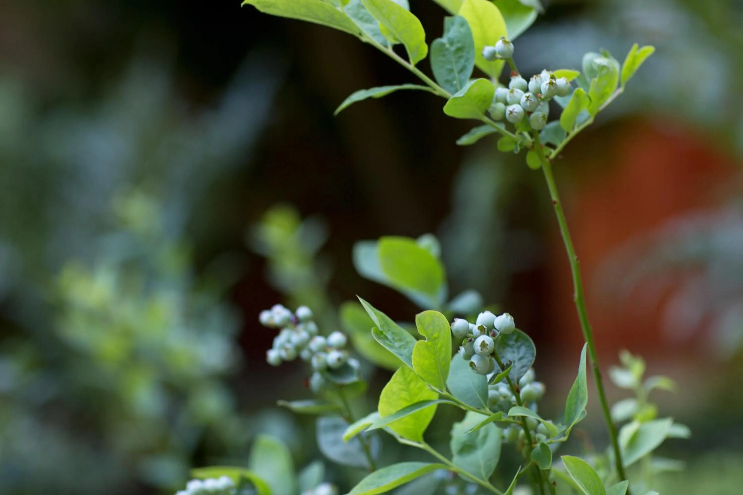Garden in Harvest Inn
