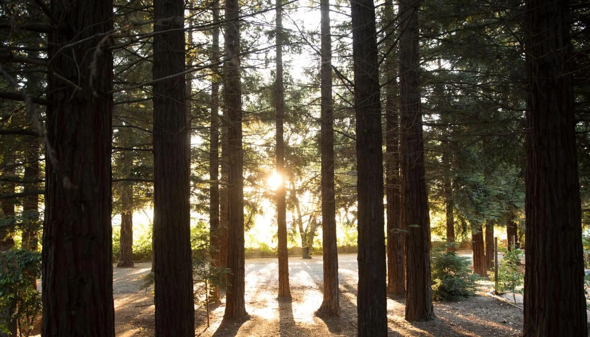 Natural landscape in Harvest Inn