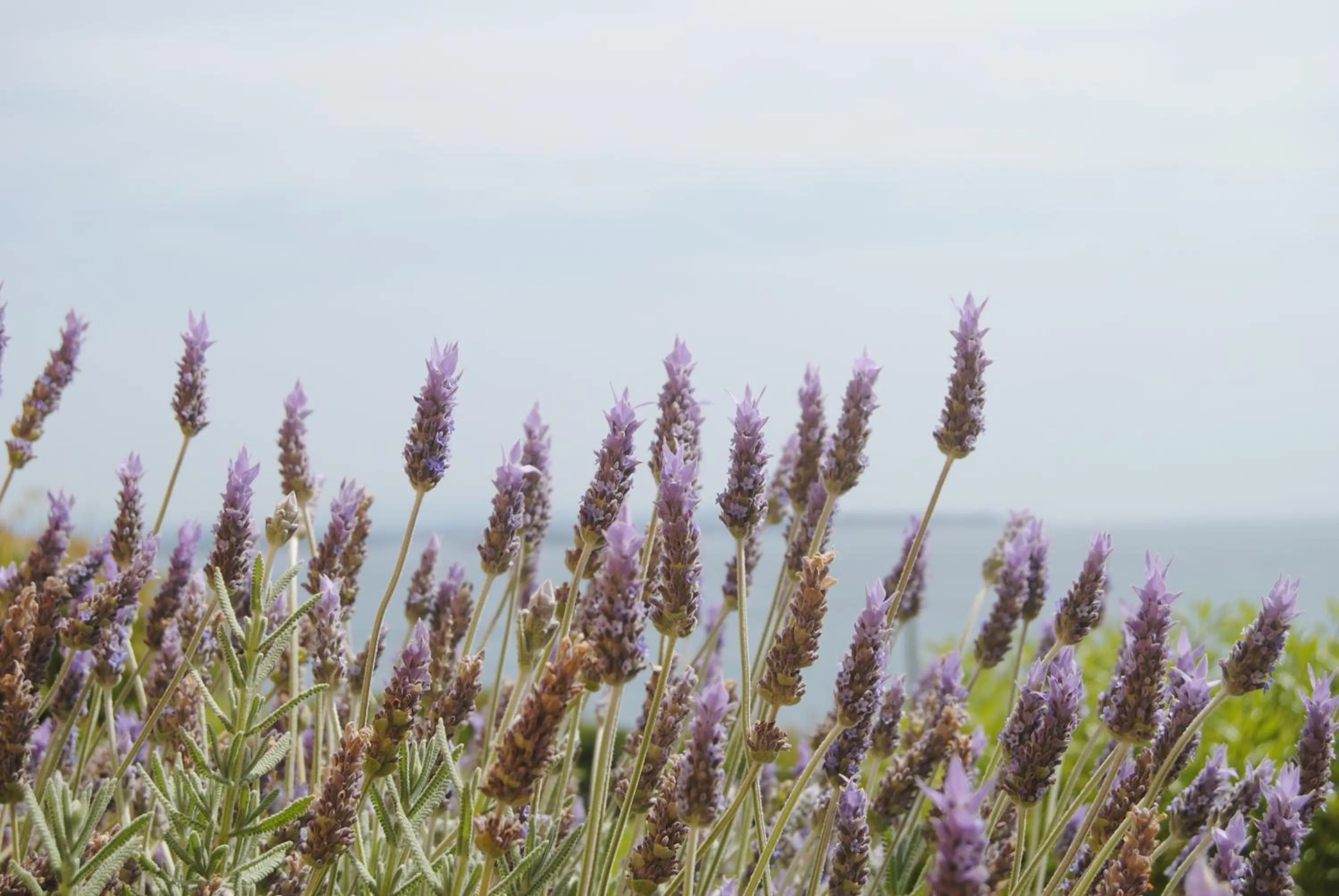Natural landscape in Maria Rooms