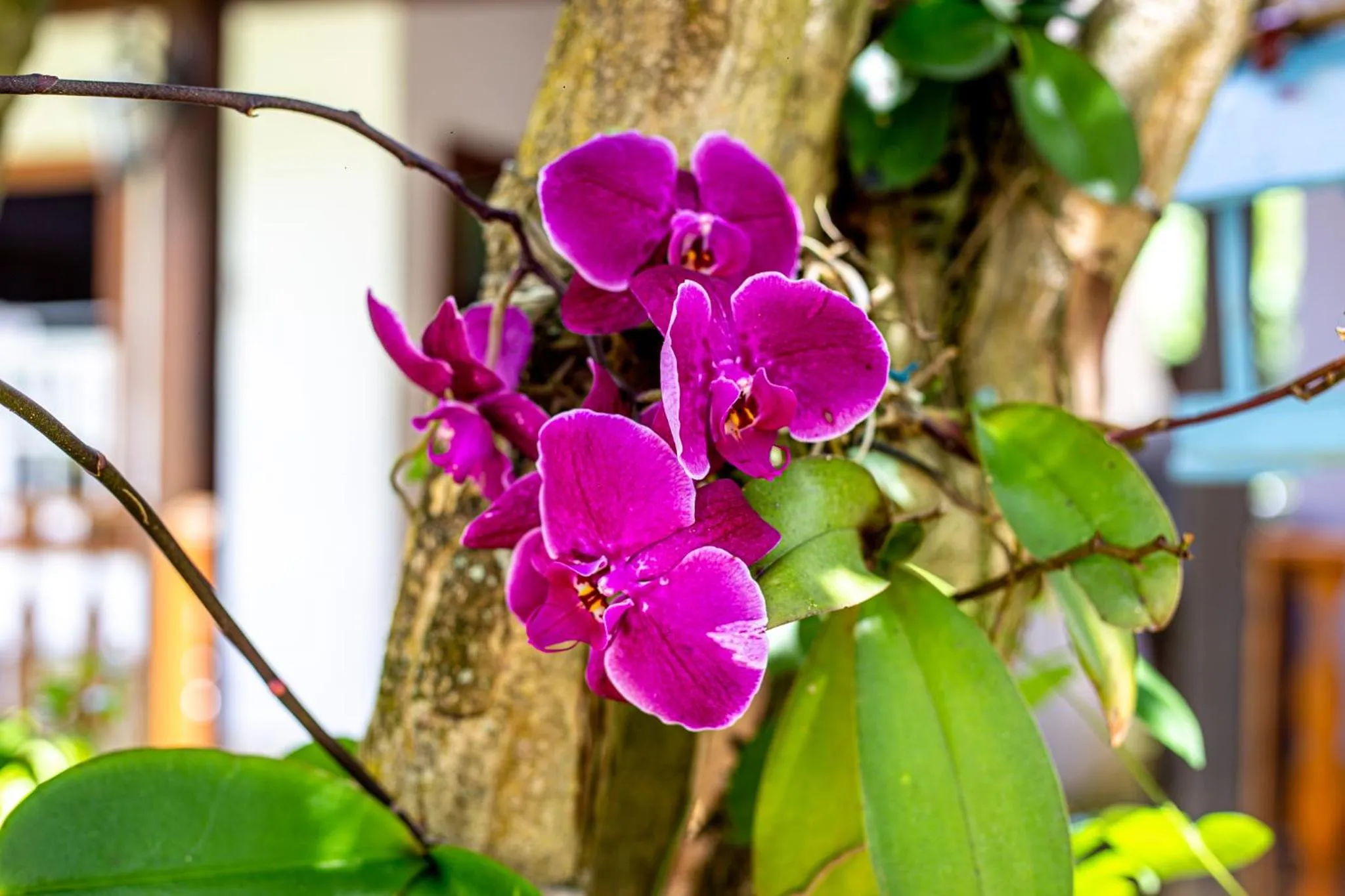 Spring in Casa de Violeta Pousada