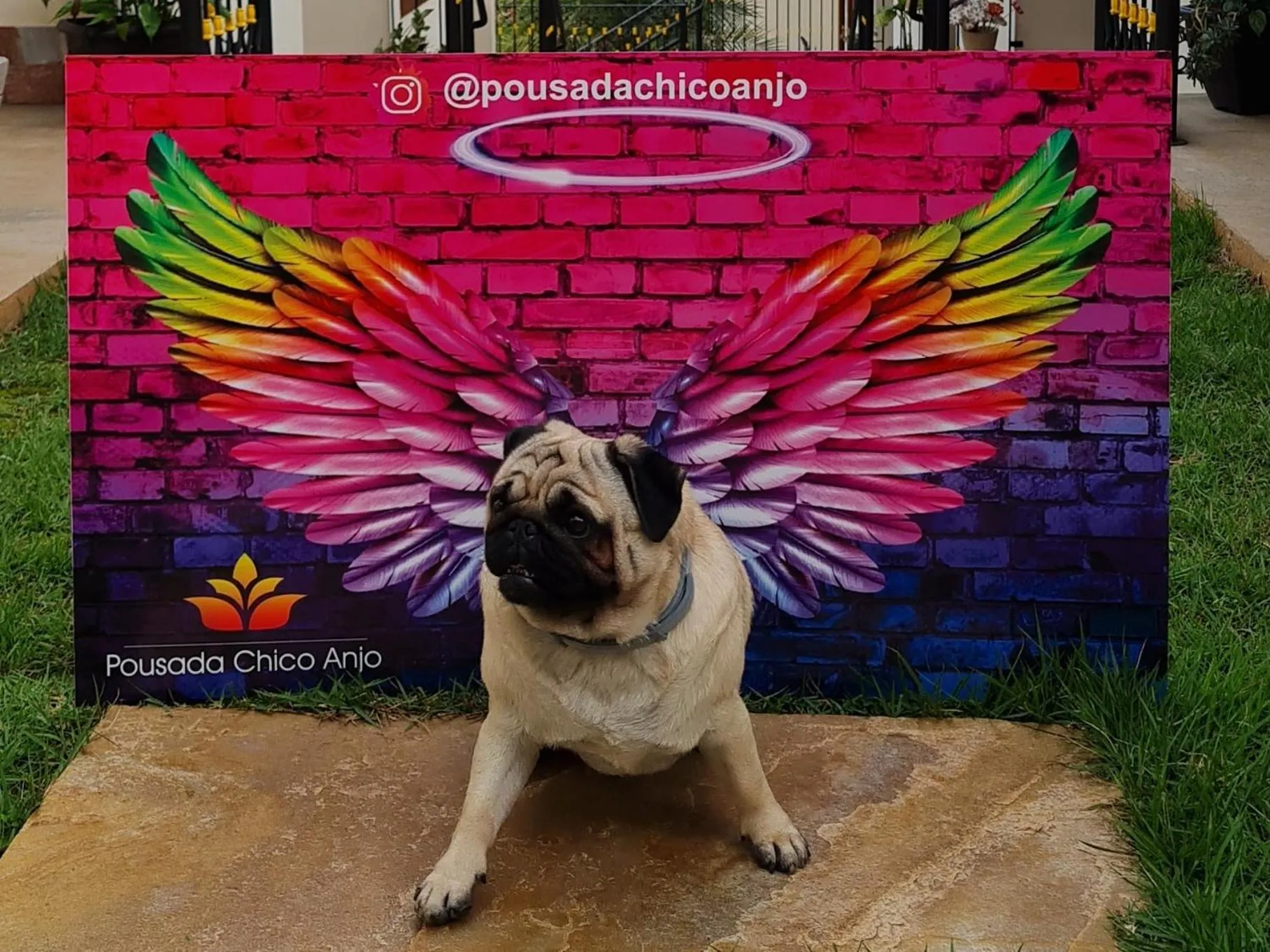 Animals in Pousada Boutique Chico Anjo