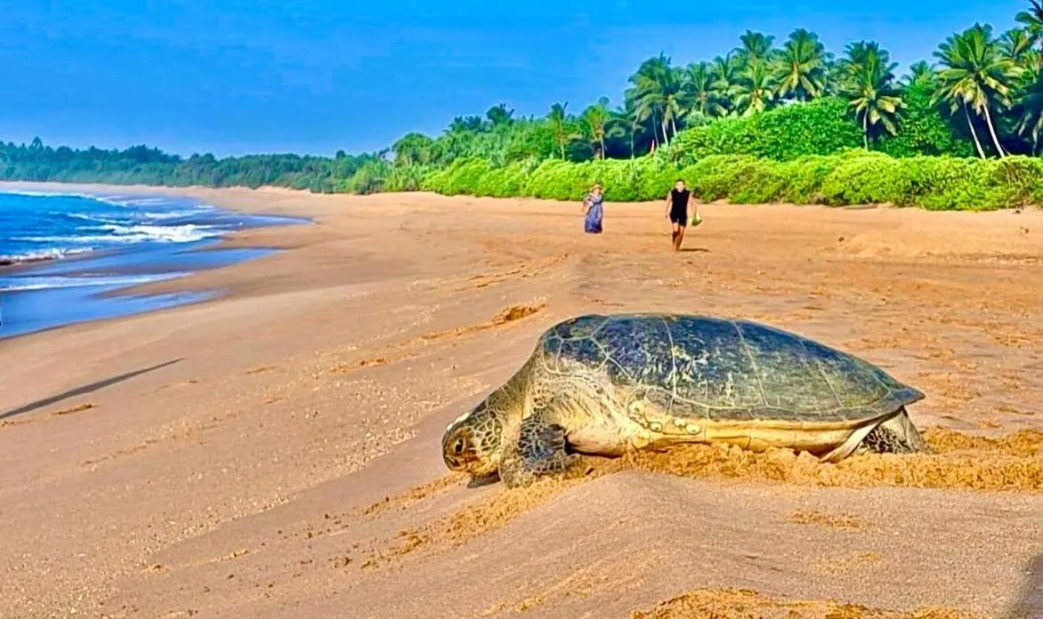 Ashansa Lagoon Resort