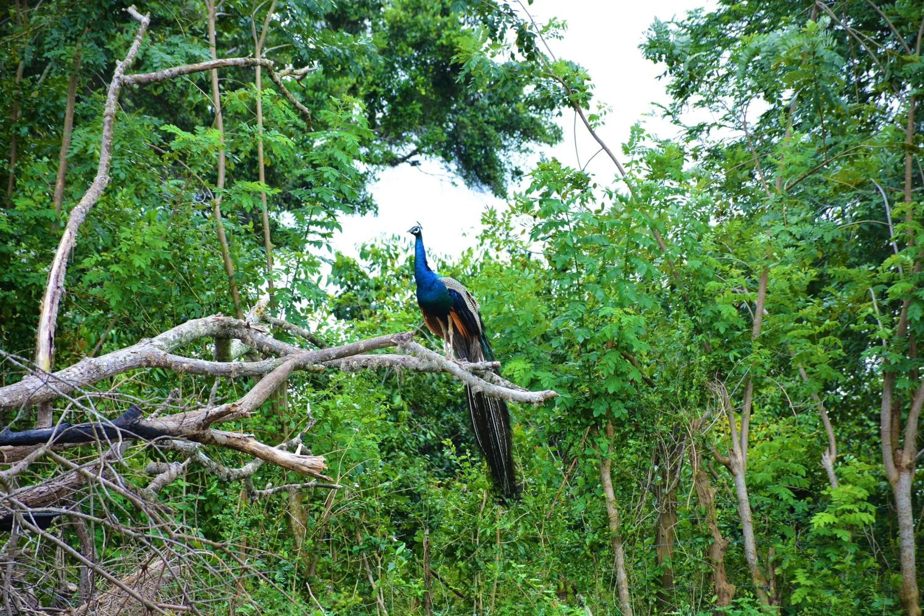 Animals in Ashansa Lagoon Resort