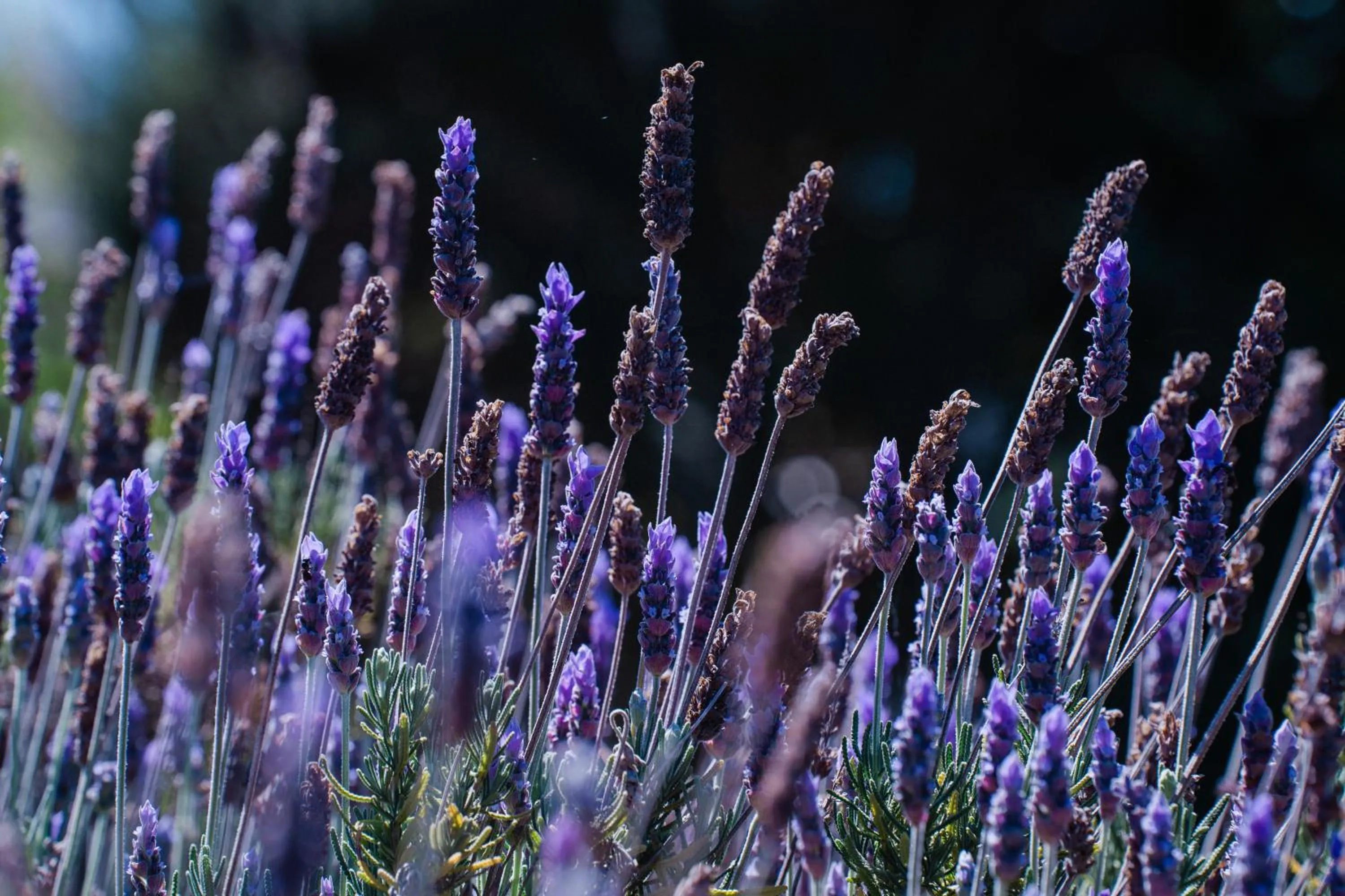 Garden in Vale da Cassiopeia