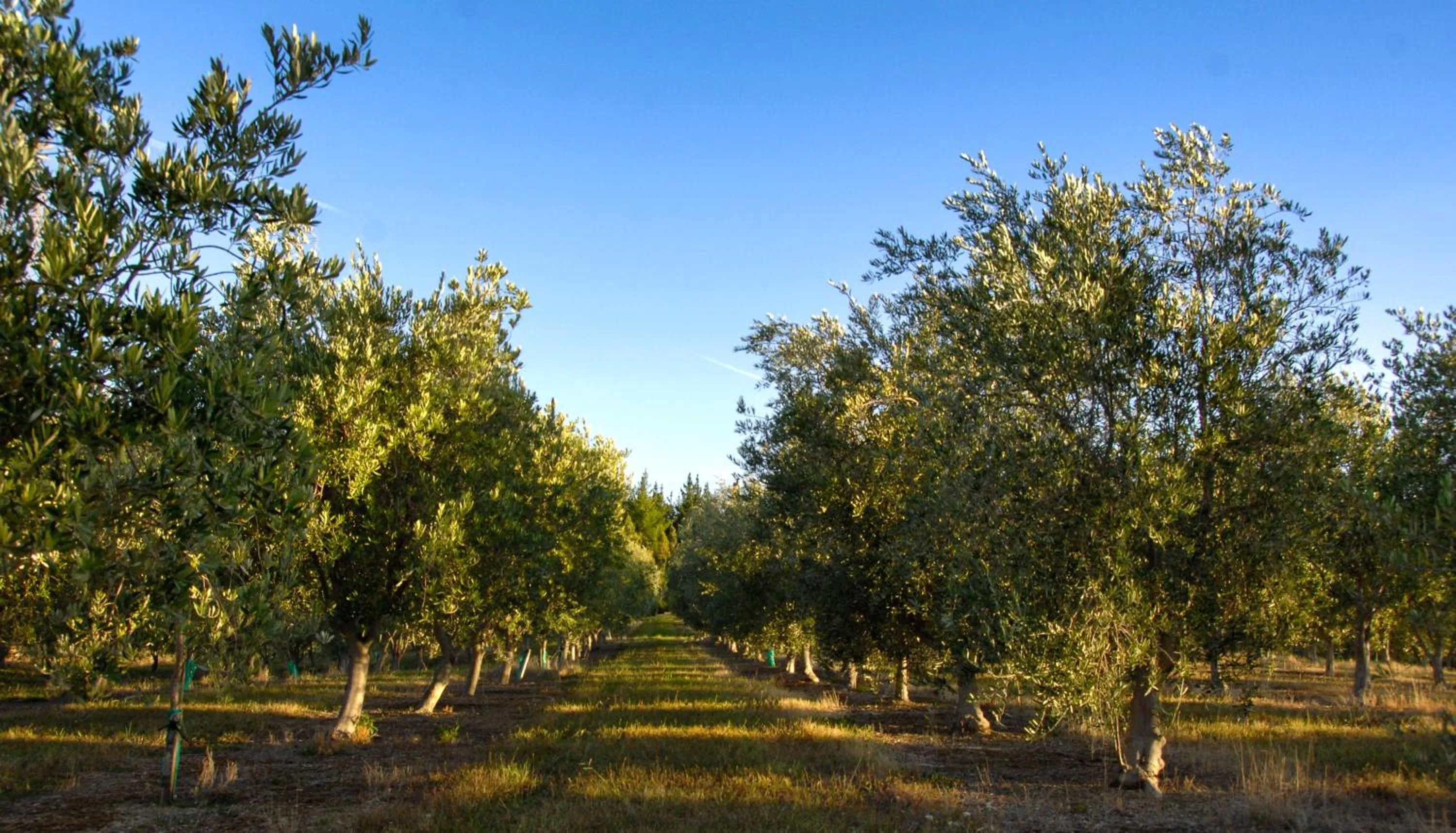 Natural landscape in Windhover Estate