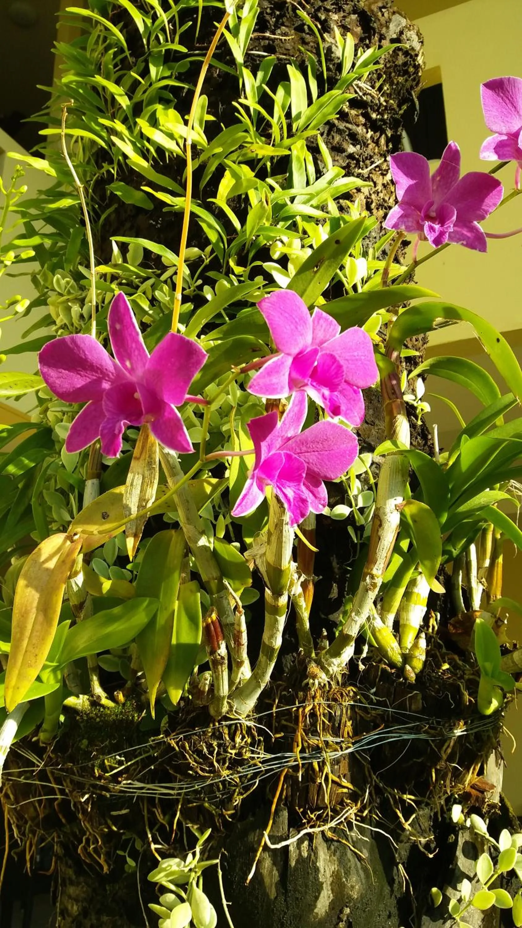 Garden in Austrian Garden Hotel & Restaurant Patong