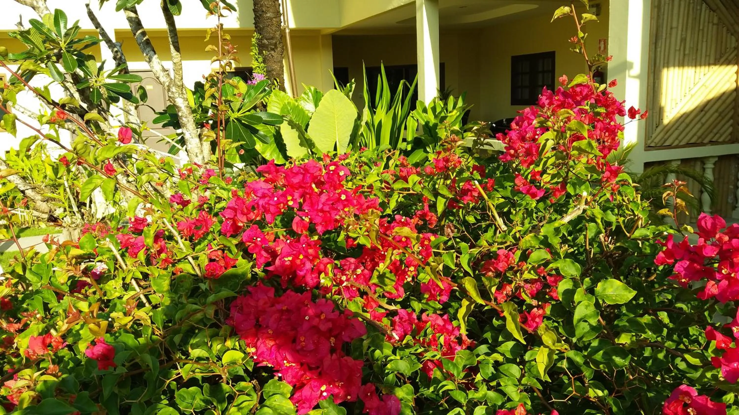 Garden in Austrian Garden Hotel & Restaurant Patong