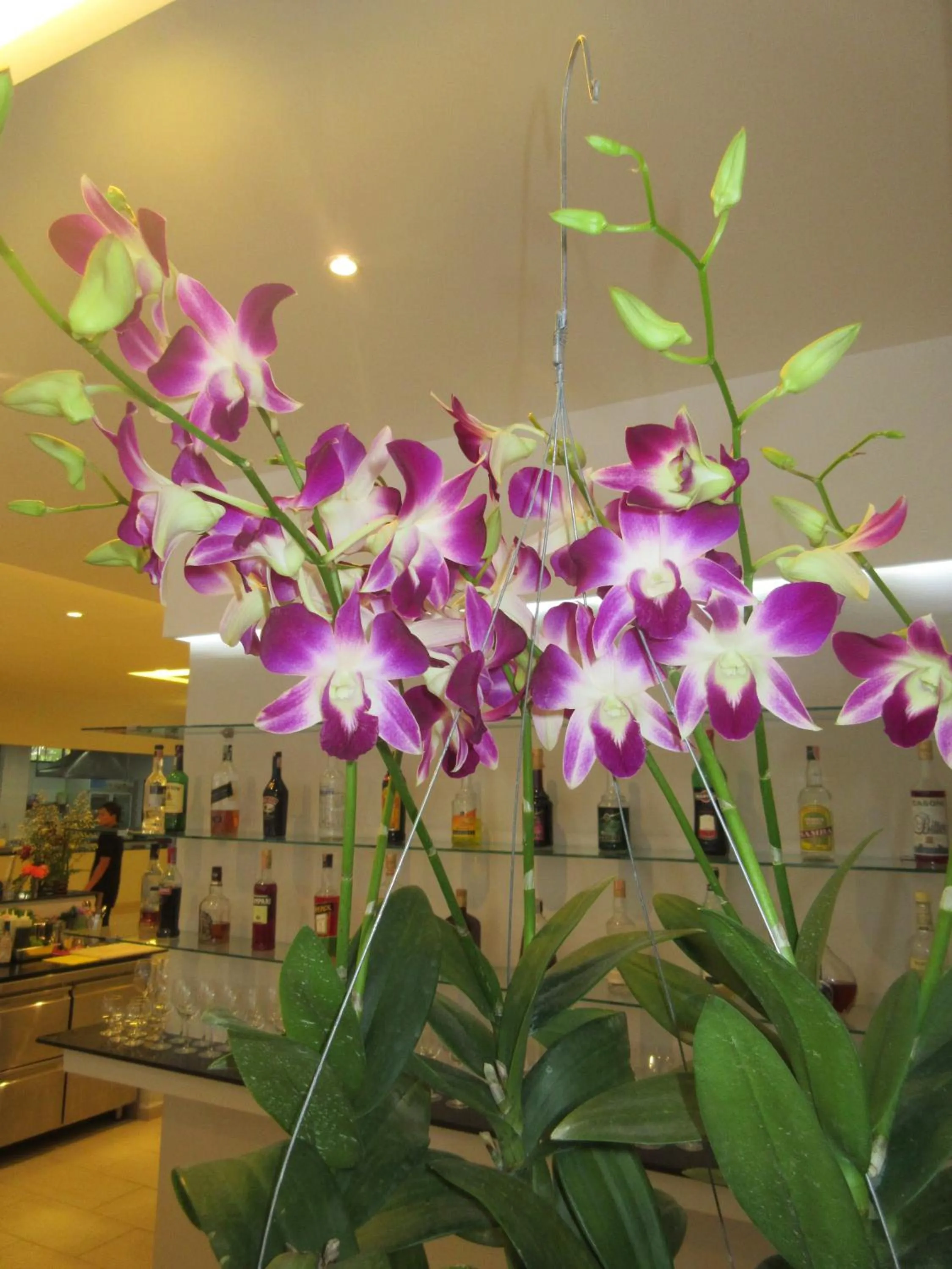 Lounge or bar in Austrian Garden Hotel & Restaurant Patong