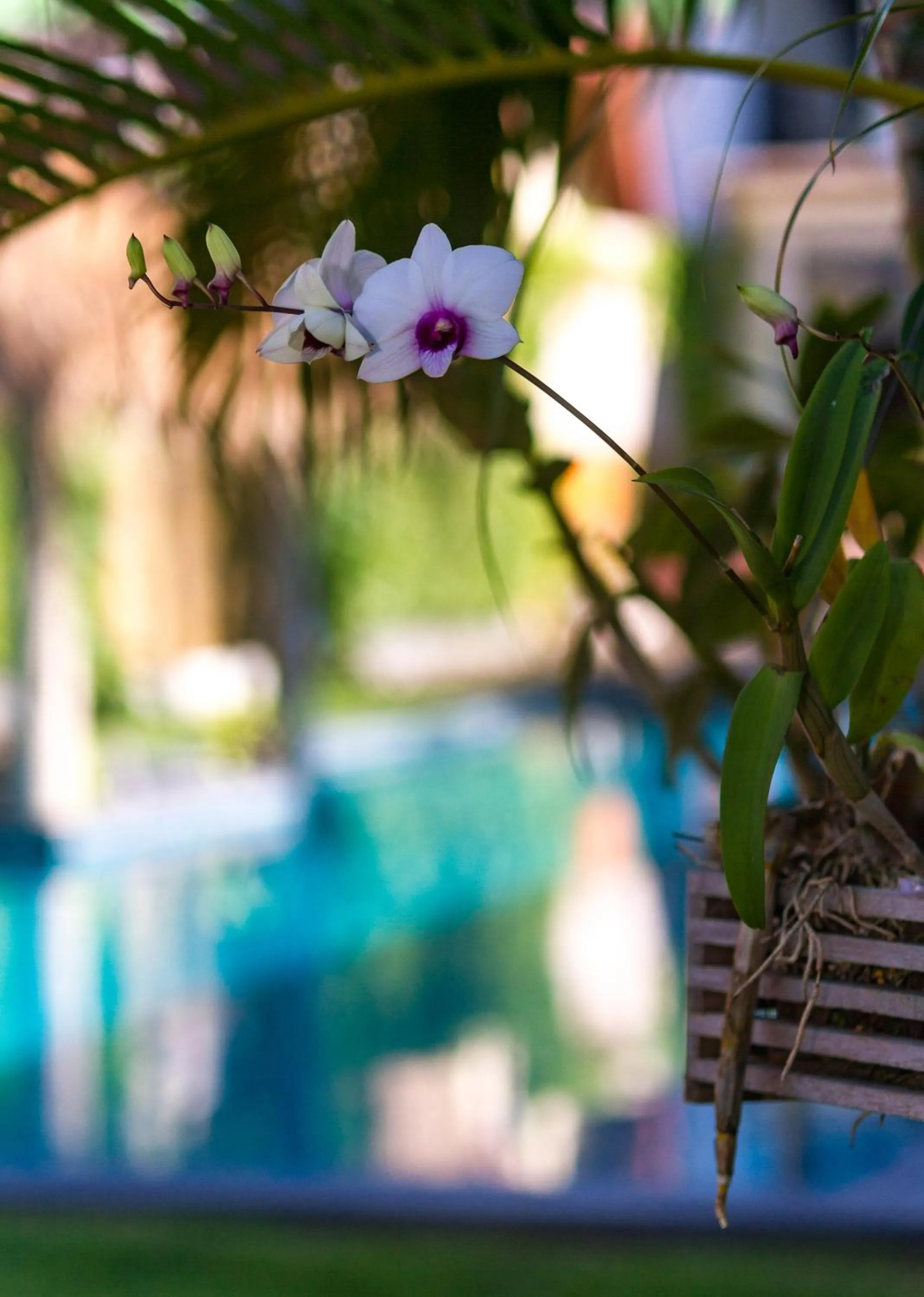 Garden in Austrian Garden Hotel & Restaurant Patong