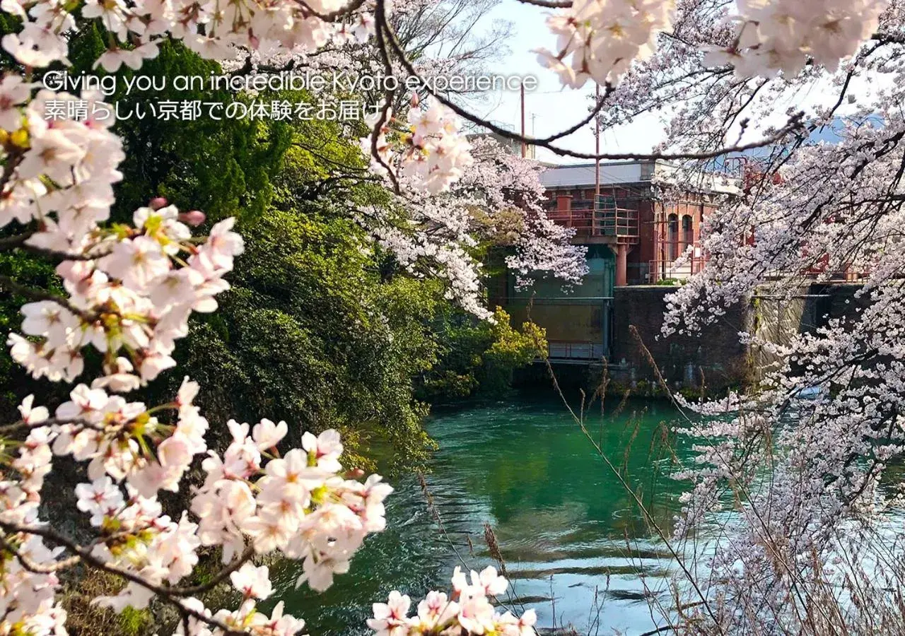 Spring in Kyoto Miyabi Inn
