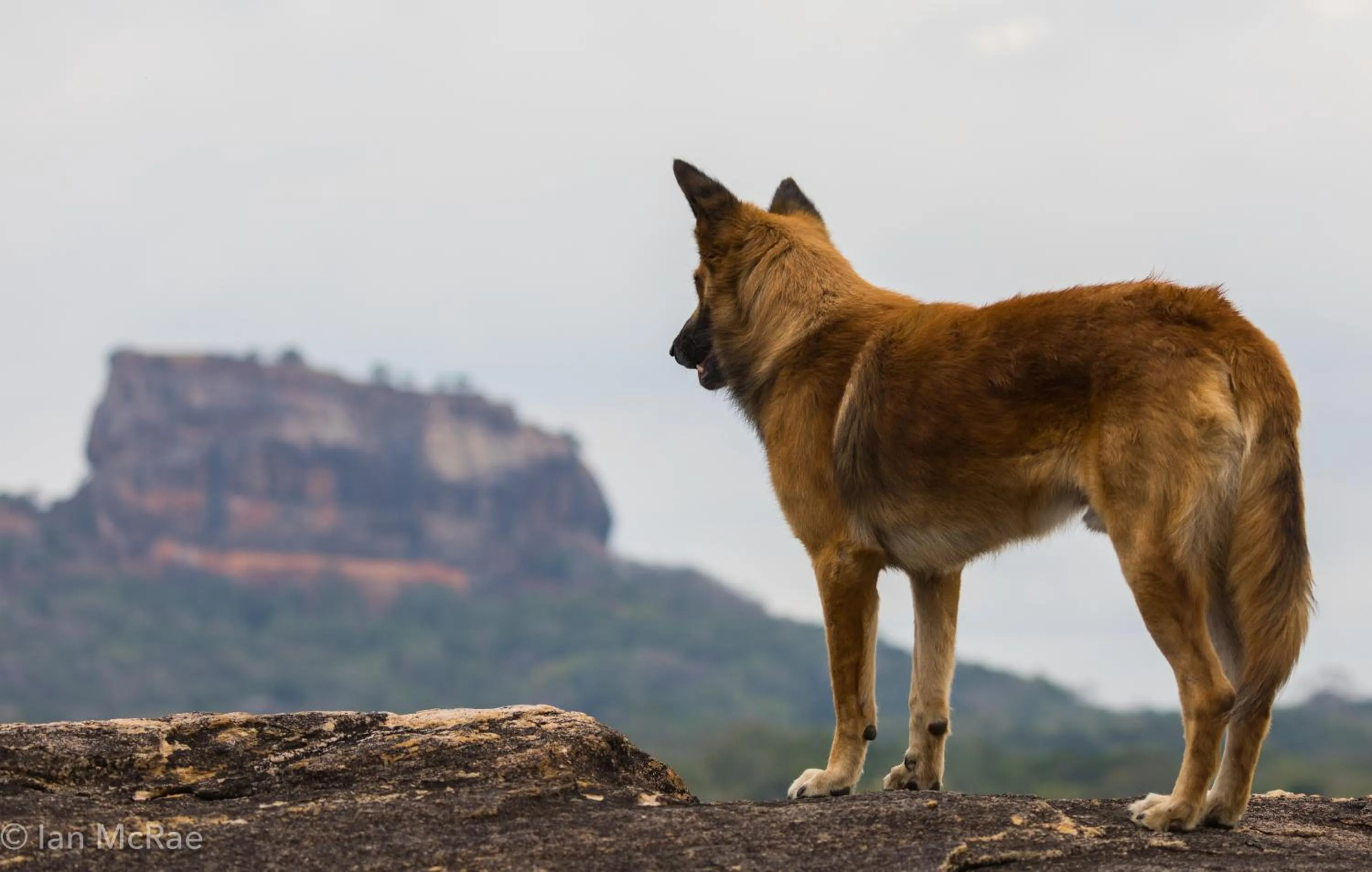 Pets in Sigiri Choona Lodge 'unique sunrise viewpoint'