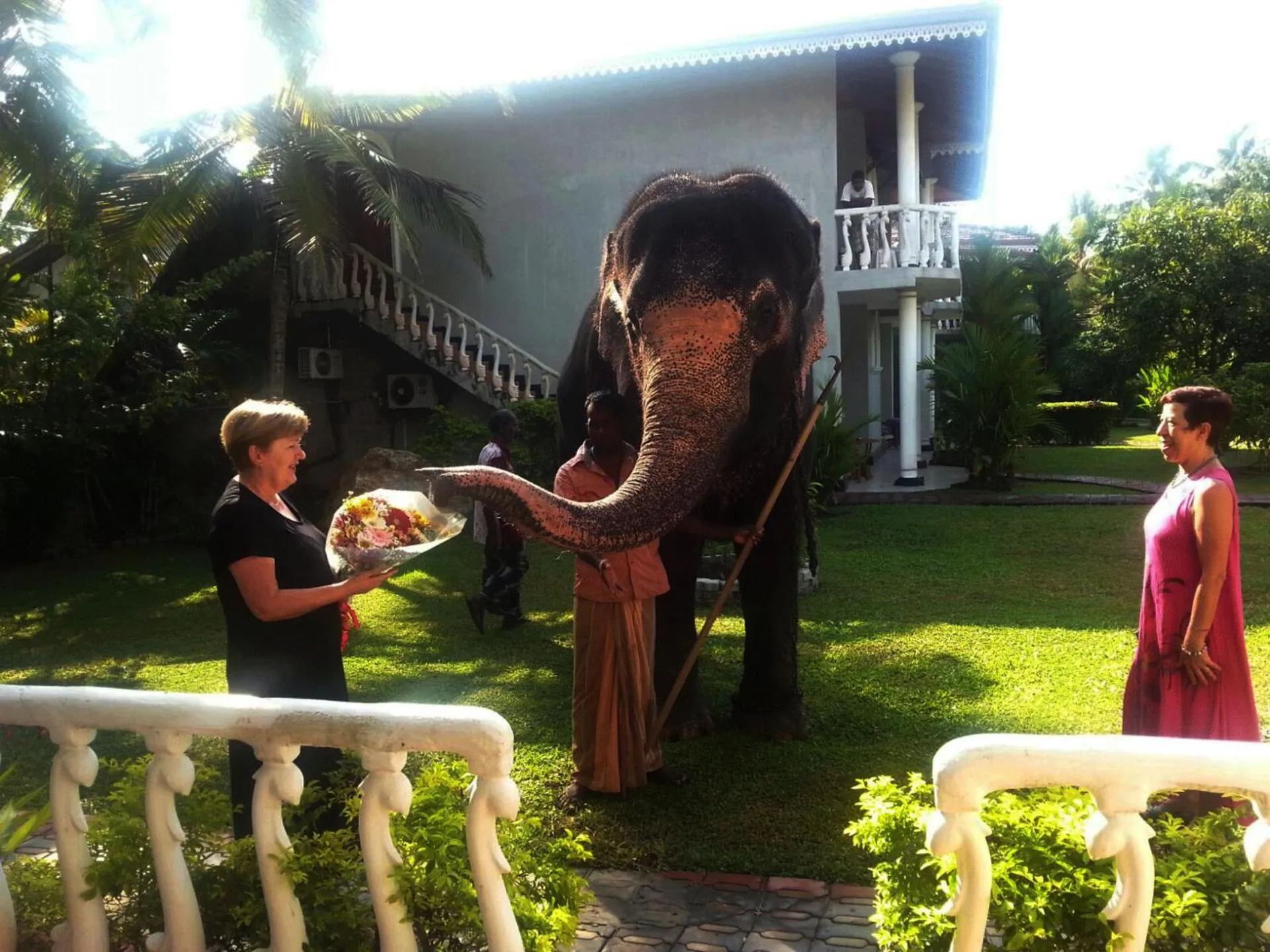 Animals in Bougain Villa