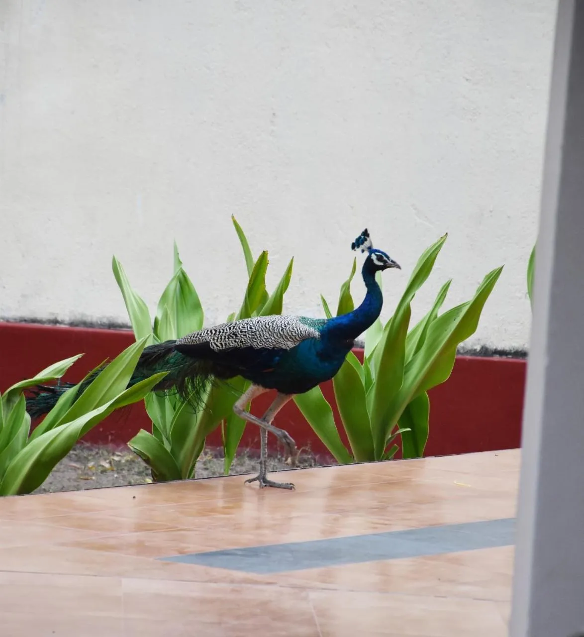 Animals in Secret Escape Nilaveli Ayurveda Hotel & Spa