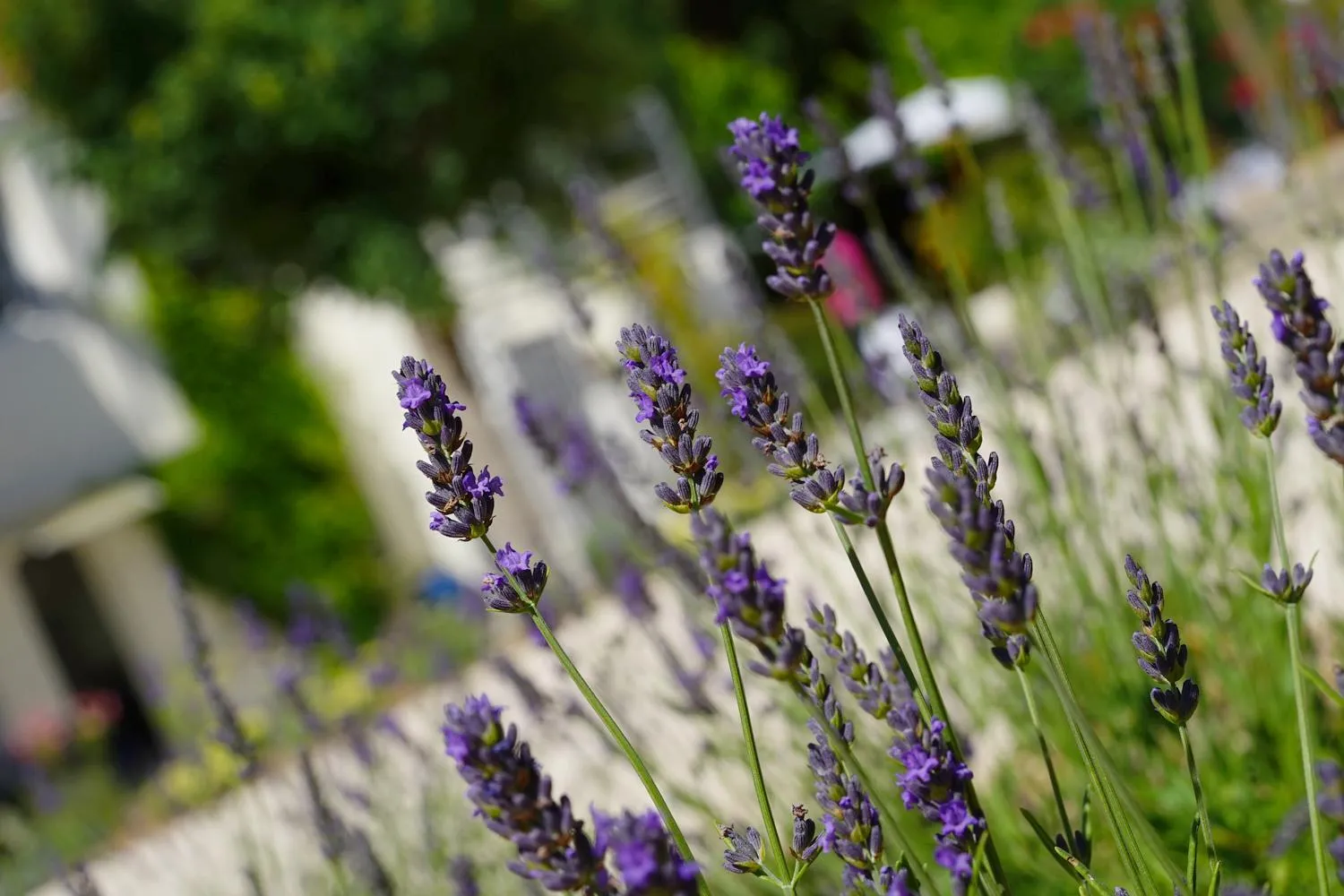 Garden in Logis Hotel Le Blason de Provence