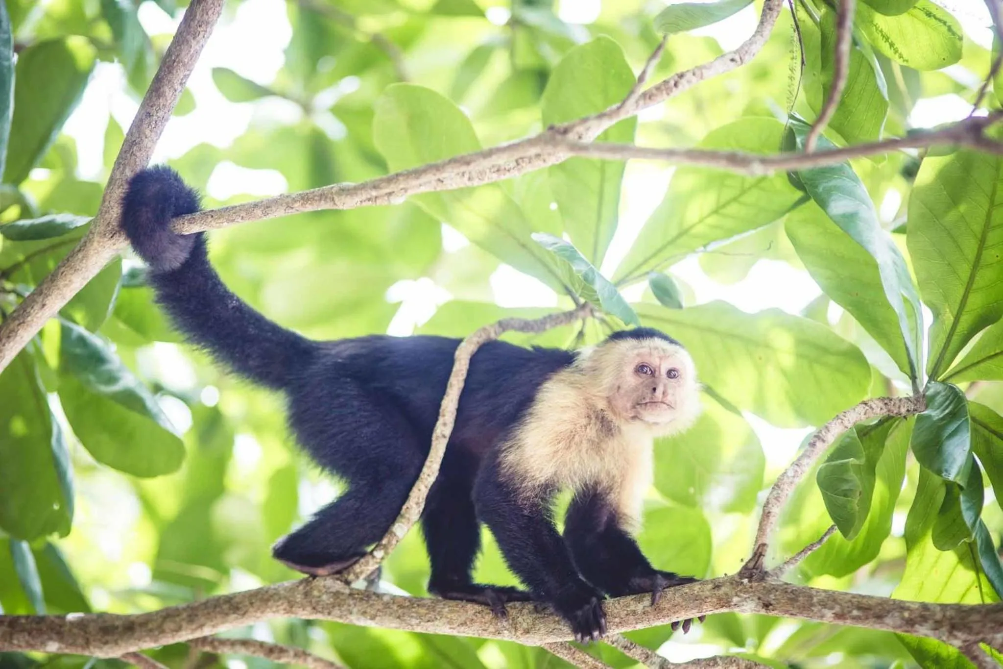 Animals in Tree House Beachfront Lodge
