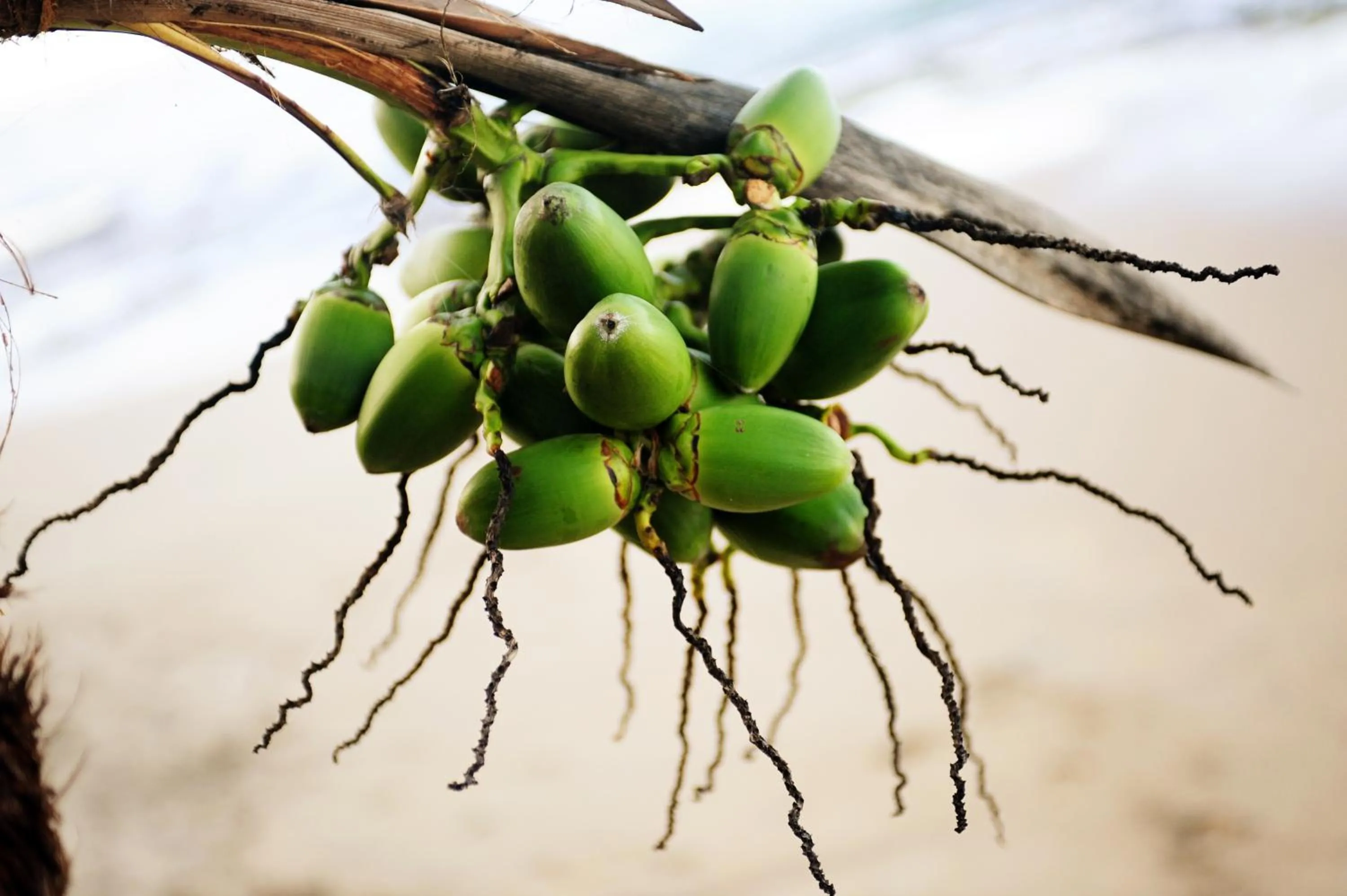 Natural landscape in Tree House Beachfront Lodge