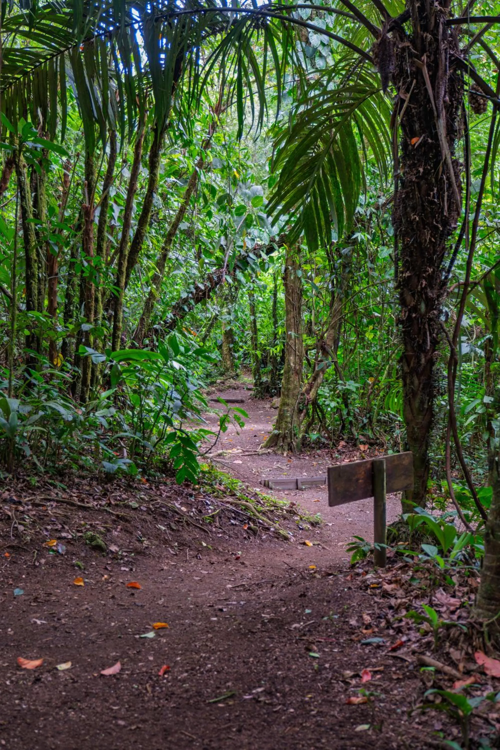 Natural landscape in Lost Iguana Resort and Spa