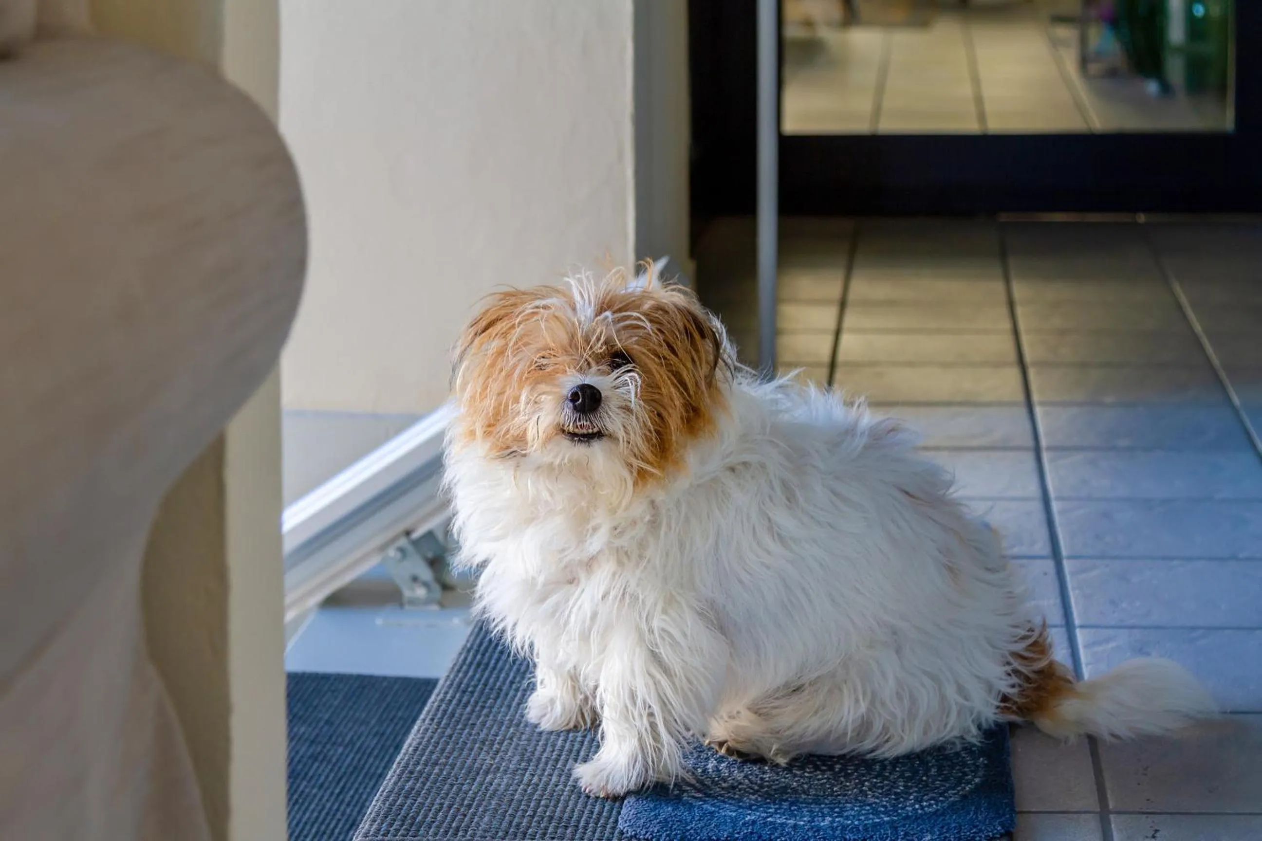 Pets in Hotel Boston