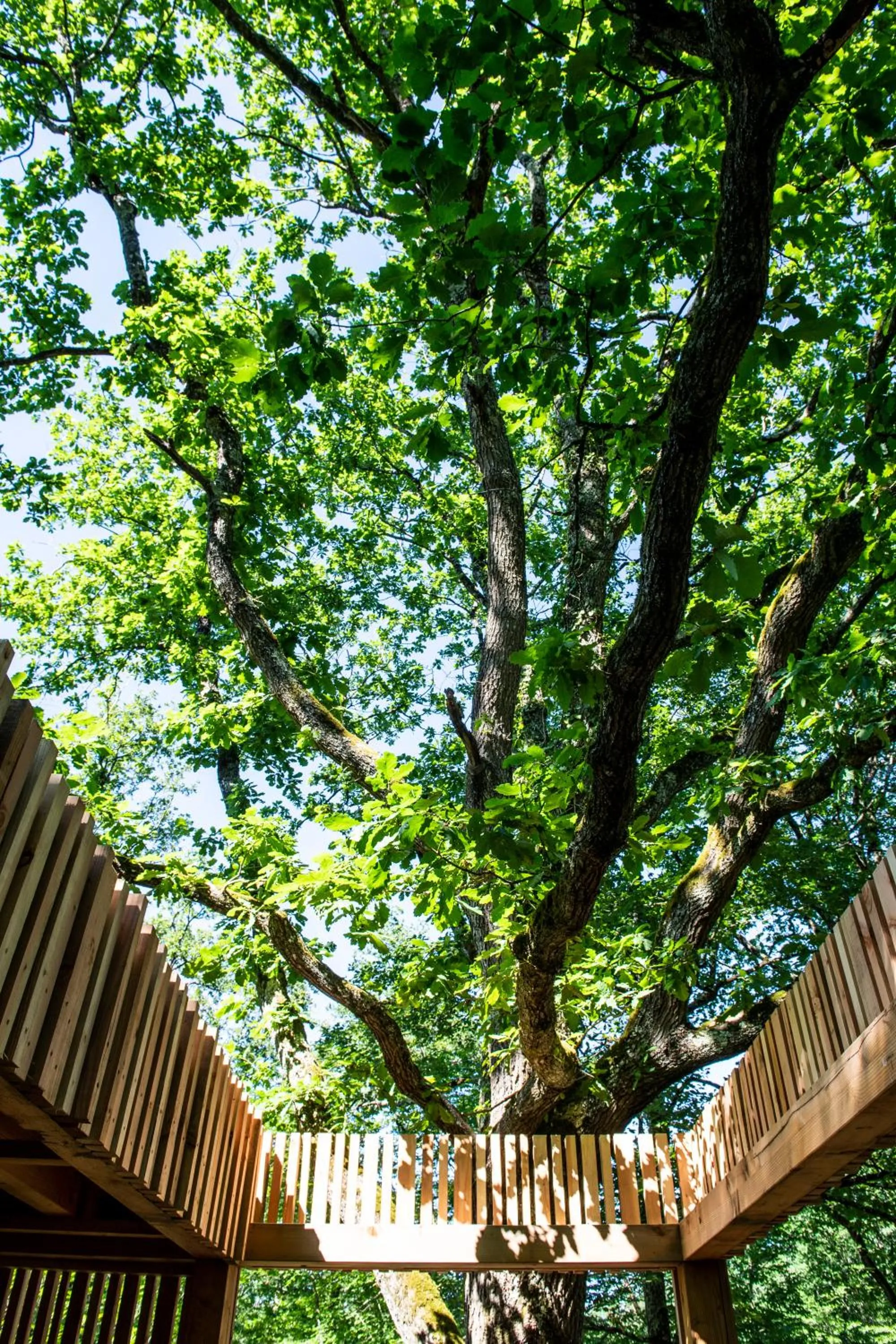 Patio in Loire Valley Lodges - Hotel
