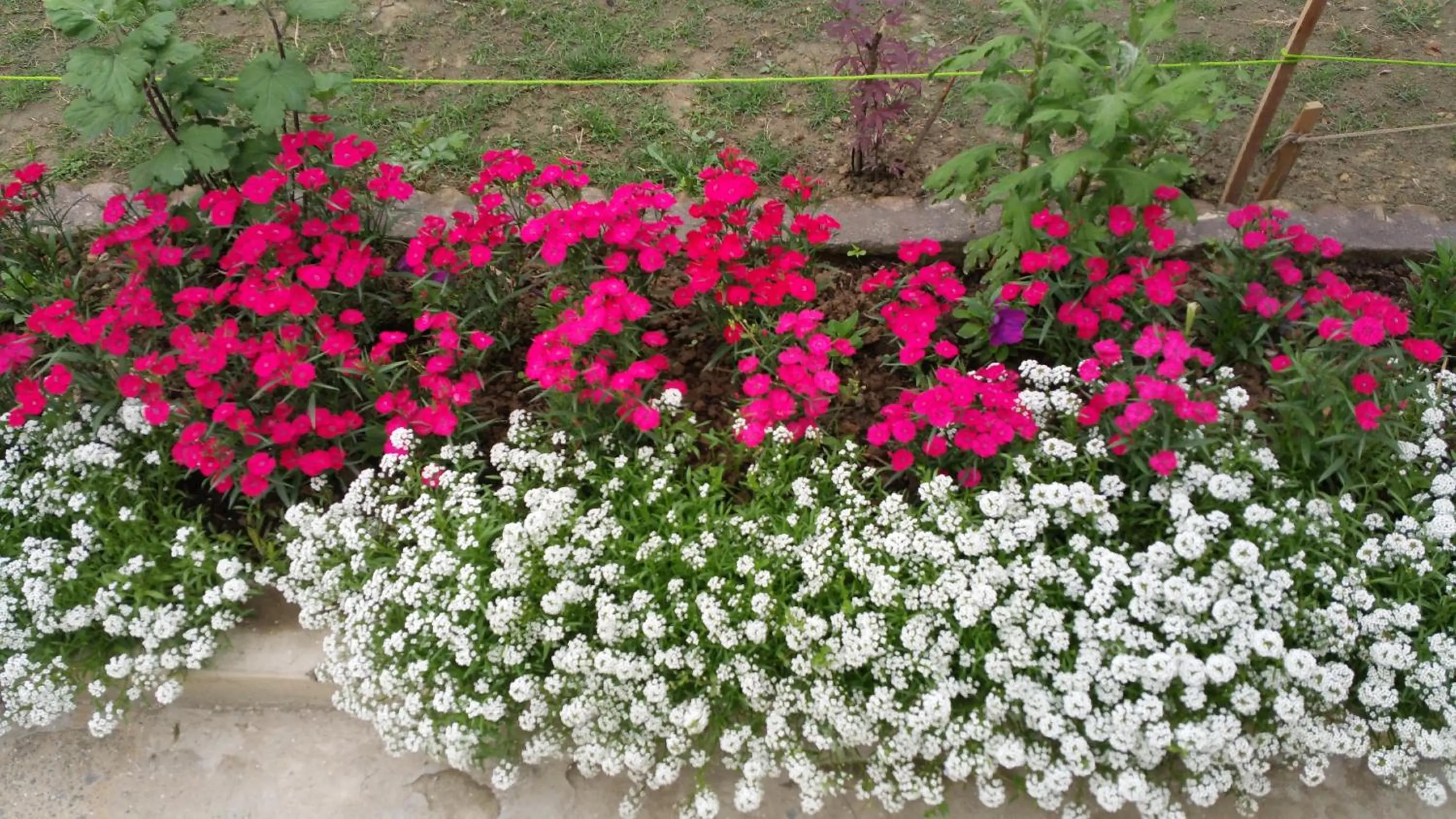 Garden view in Hotel Mirage