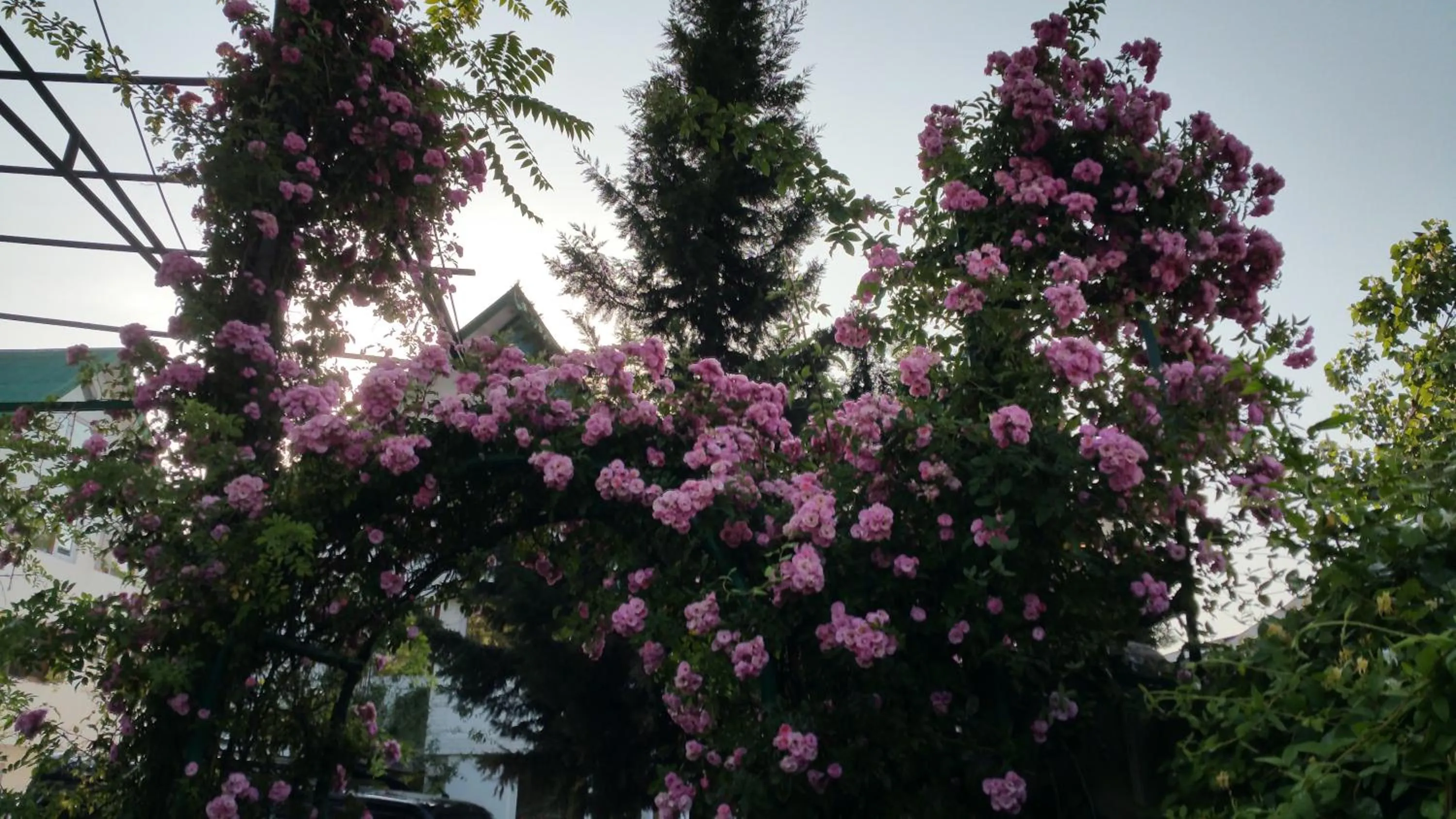 Garden in Hotel Mirage