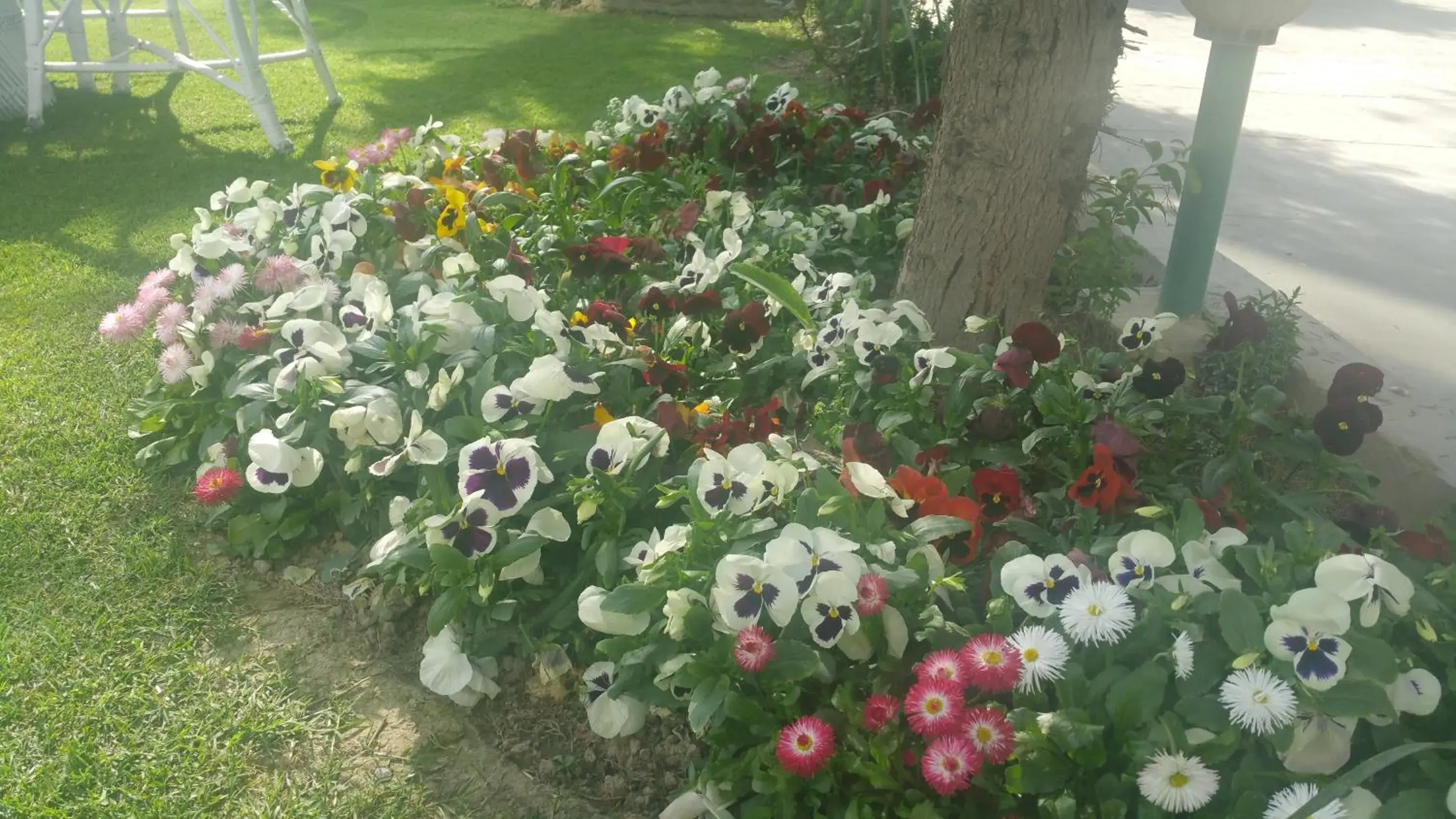 Garden view in Hotel Mirage Garden view in Hotel Mirage