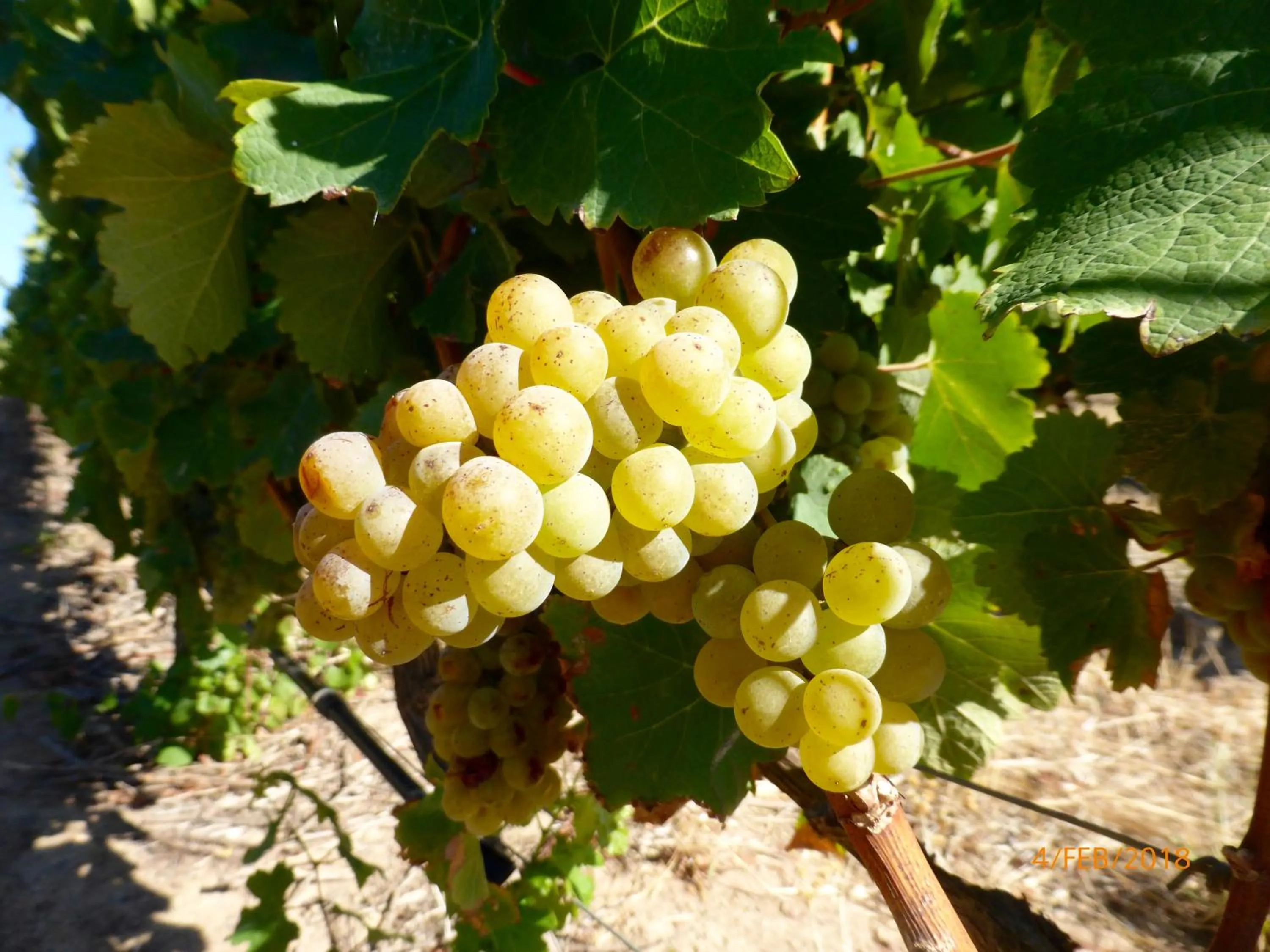 Summer in Klein Welmoed Luxury Guest House